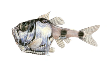 Perlemorfisk, flekket