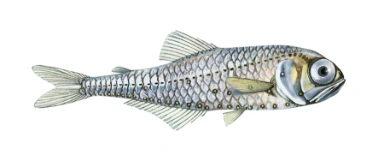 Lysprikkfisk, nordlig