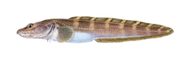 Storhodet ålebrosme