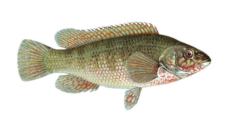 Ballan wrasse