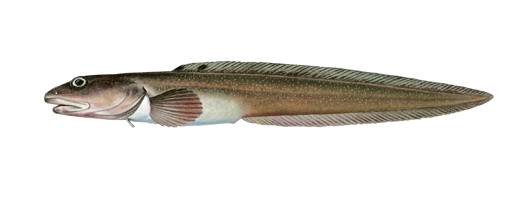 Ålebrosme, vanlig