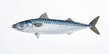 Mackerel