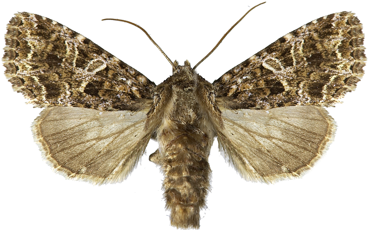 Østnellikfly.