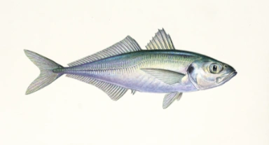 Taggmakrell (hestemakrell)