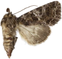 Østnellikfly.