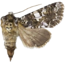 Hvitflekknellikfly.