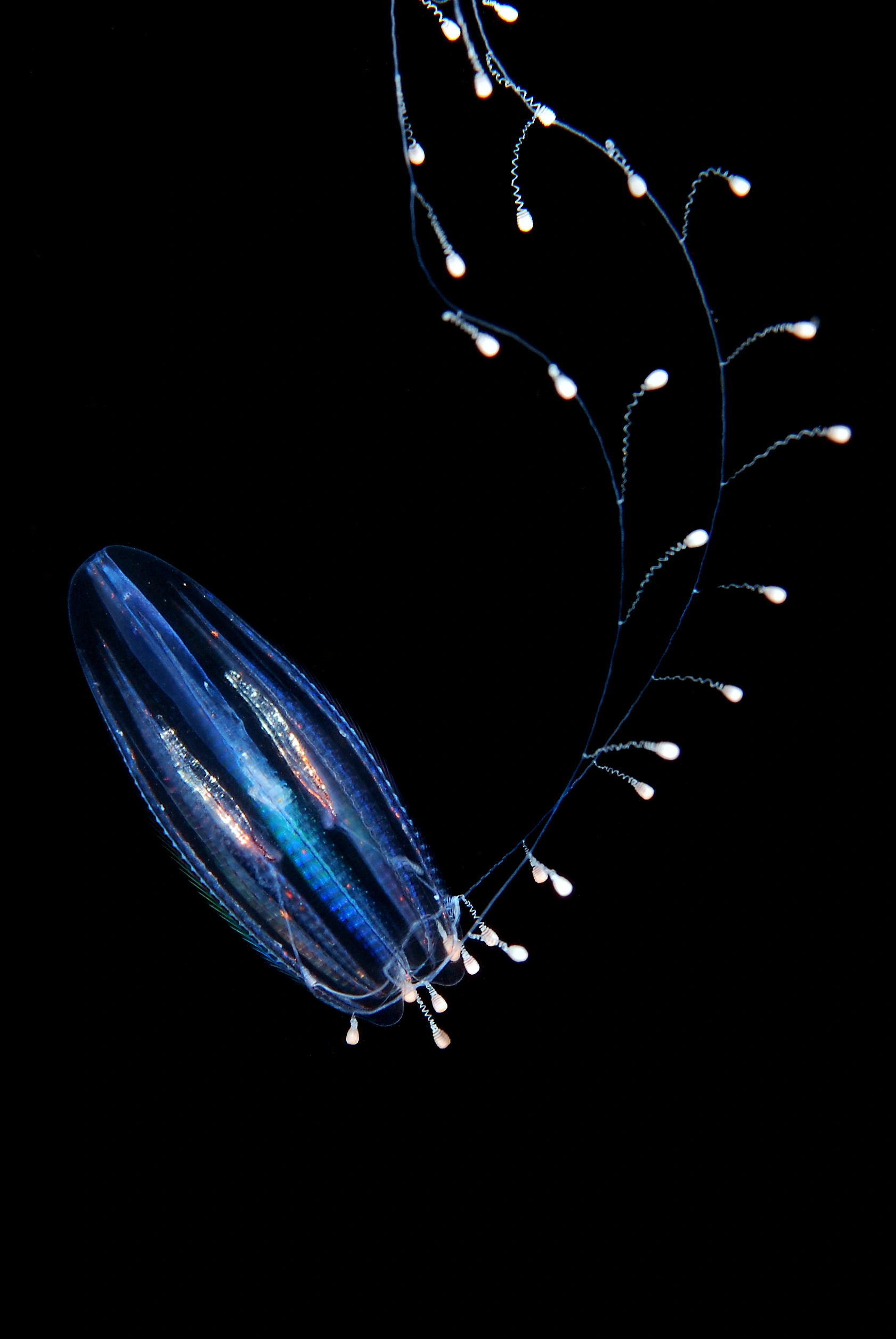 Kammaneter: Euplokamis.