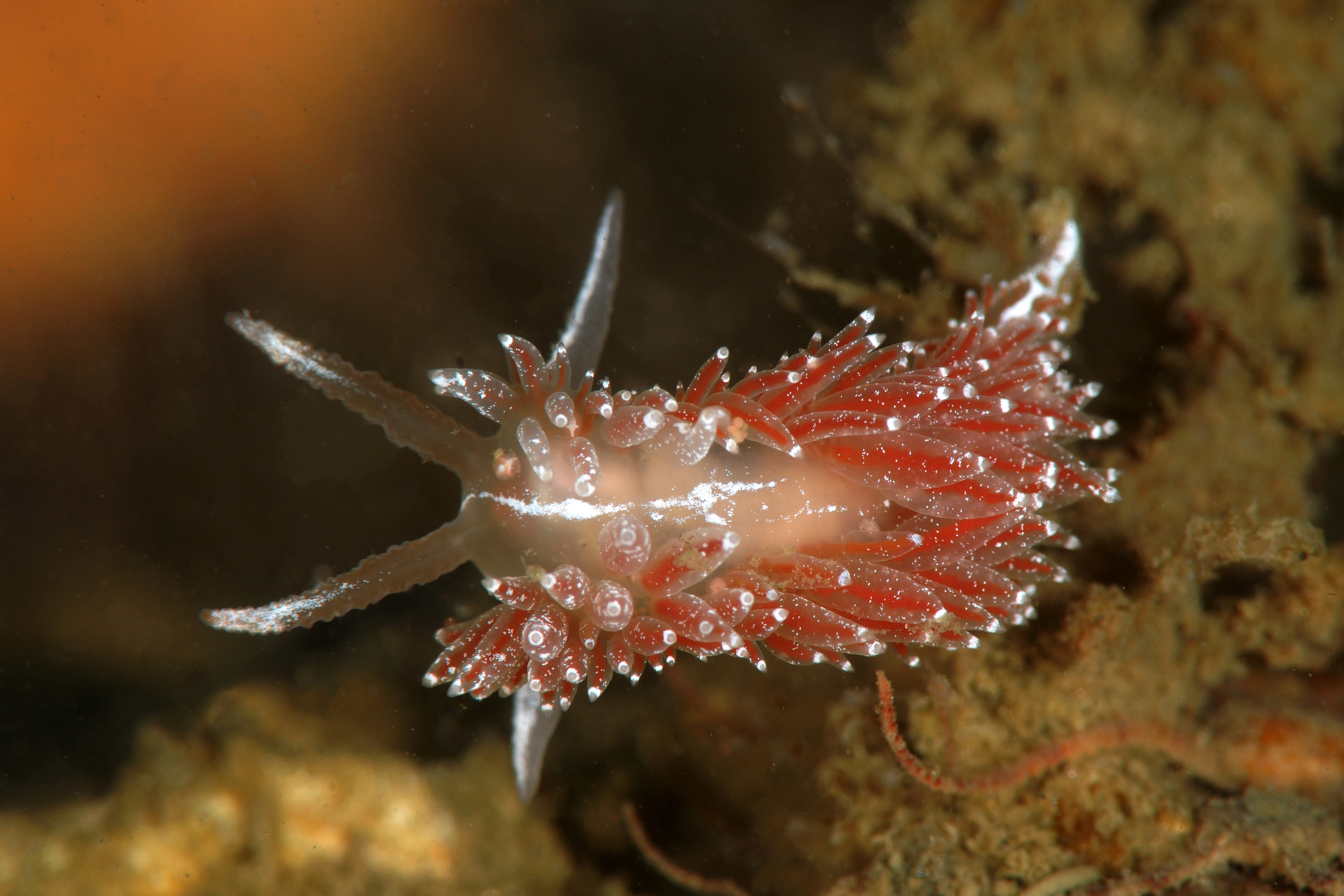 Nakensnegler: Coryphella monicae.