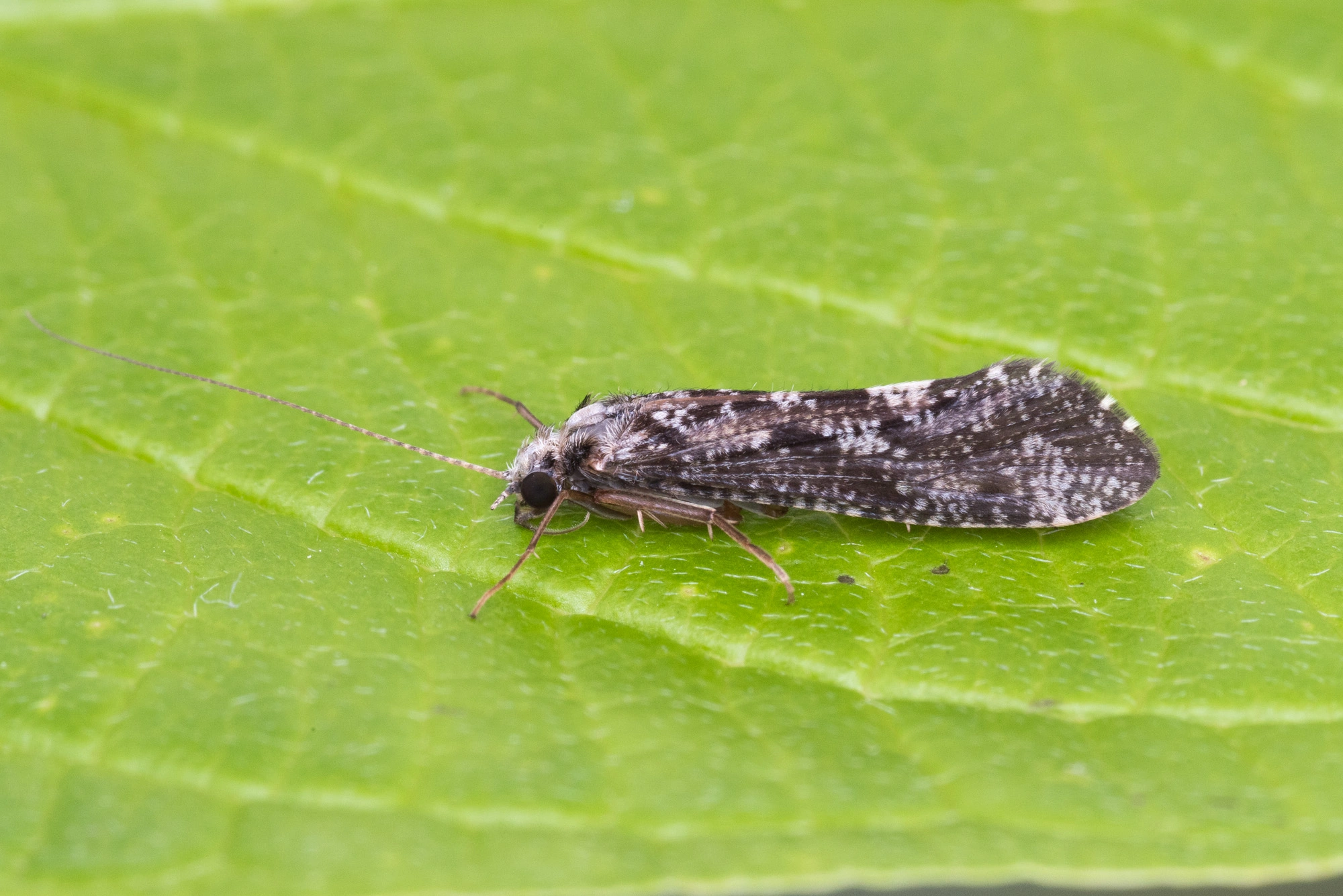 Vårfluer: Hydropsyche siltalai.