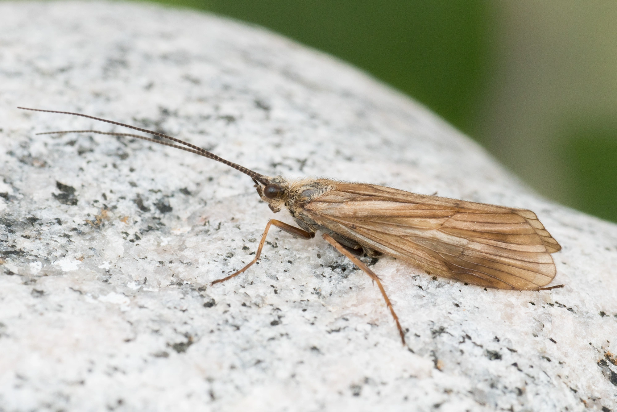 Vårfluer: Agrypnia picta.