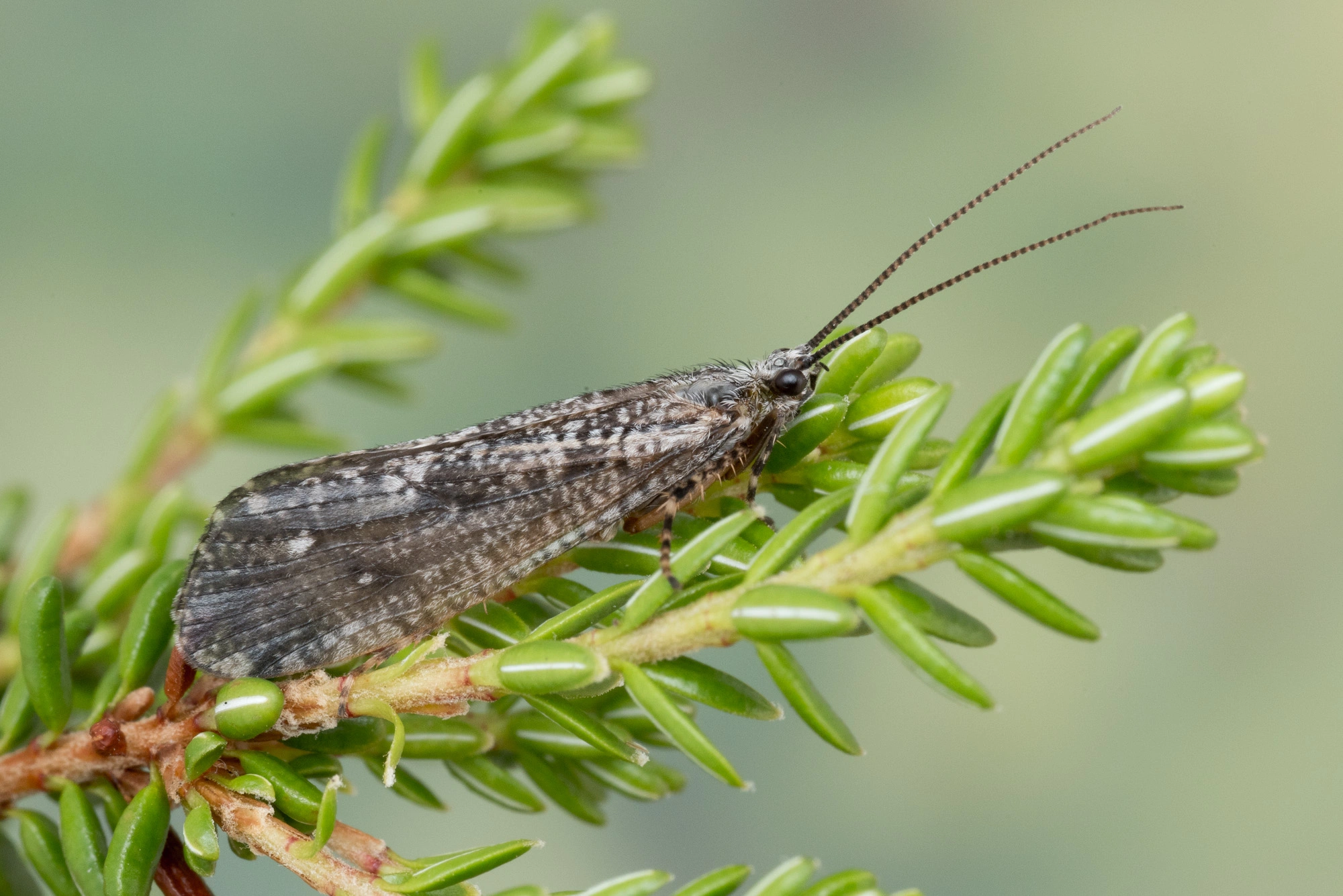 Vårfluer: Agrypnia varia.