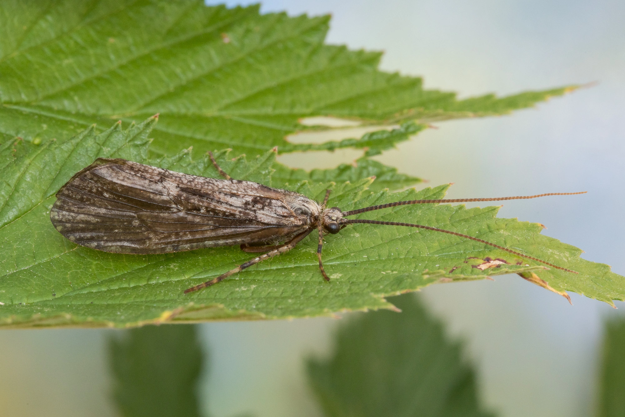 Vårfluer: Phryganea grandis.