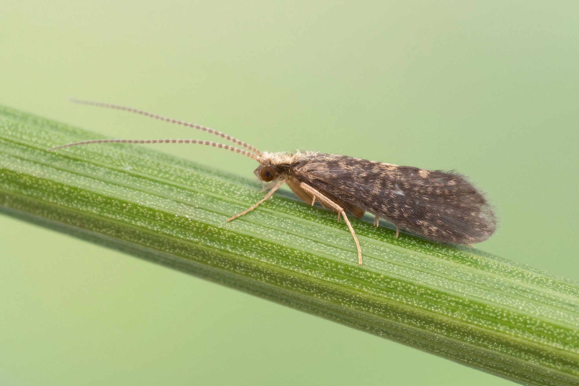 Vårfluer: Cyrnus trimaculatus.