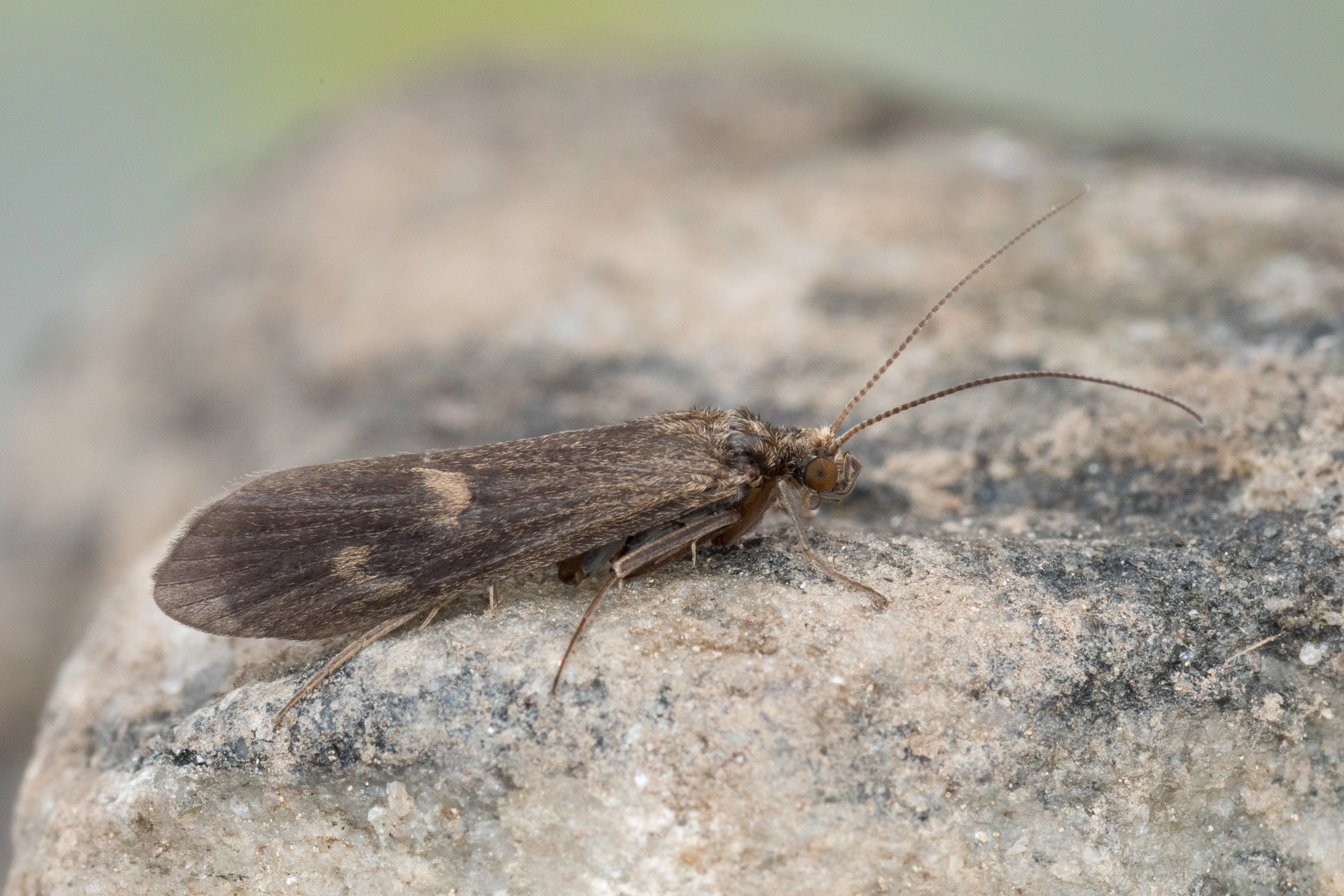 Vårfluer: Neureclipsis bimaculata.