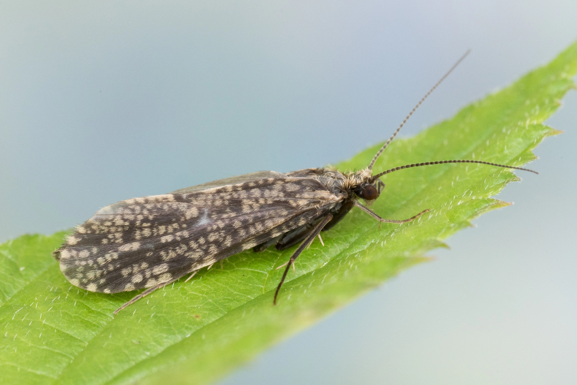 Vårfluer: Polycentropus flavomaculatus.