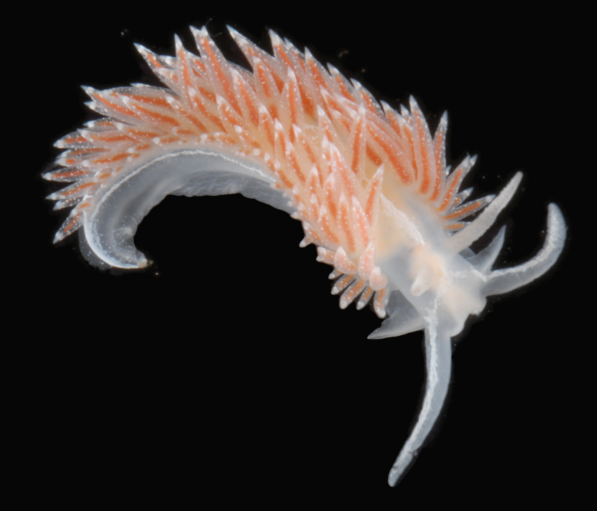 Bløtdyr: Coryphella orjani.