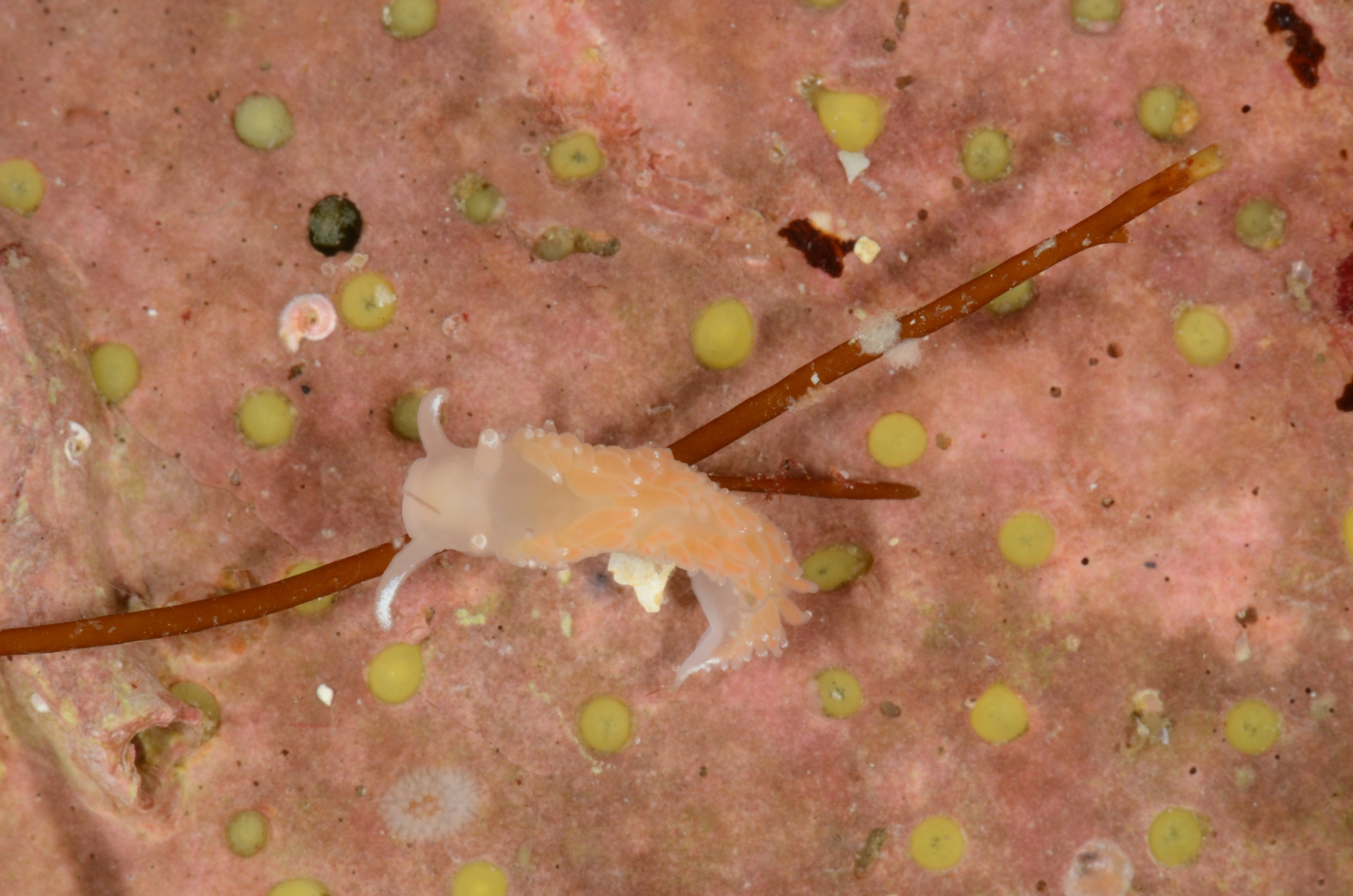 Nakensnegler: Coryphella borealis.