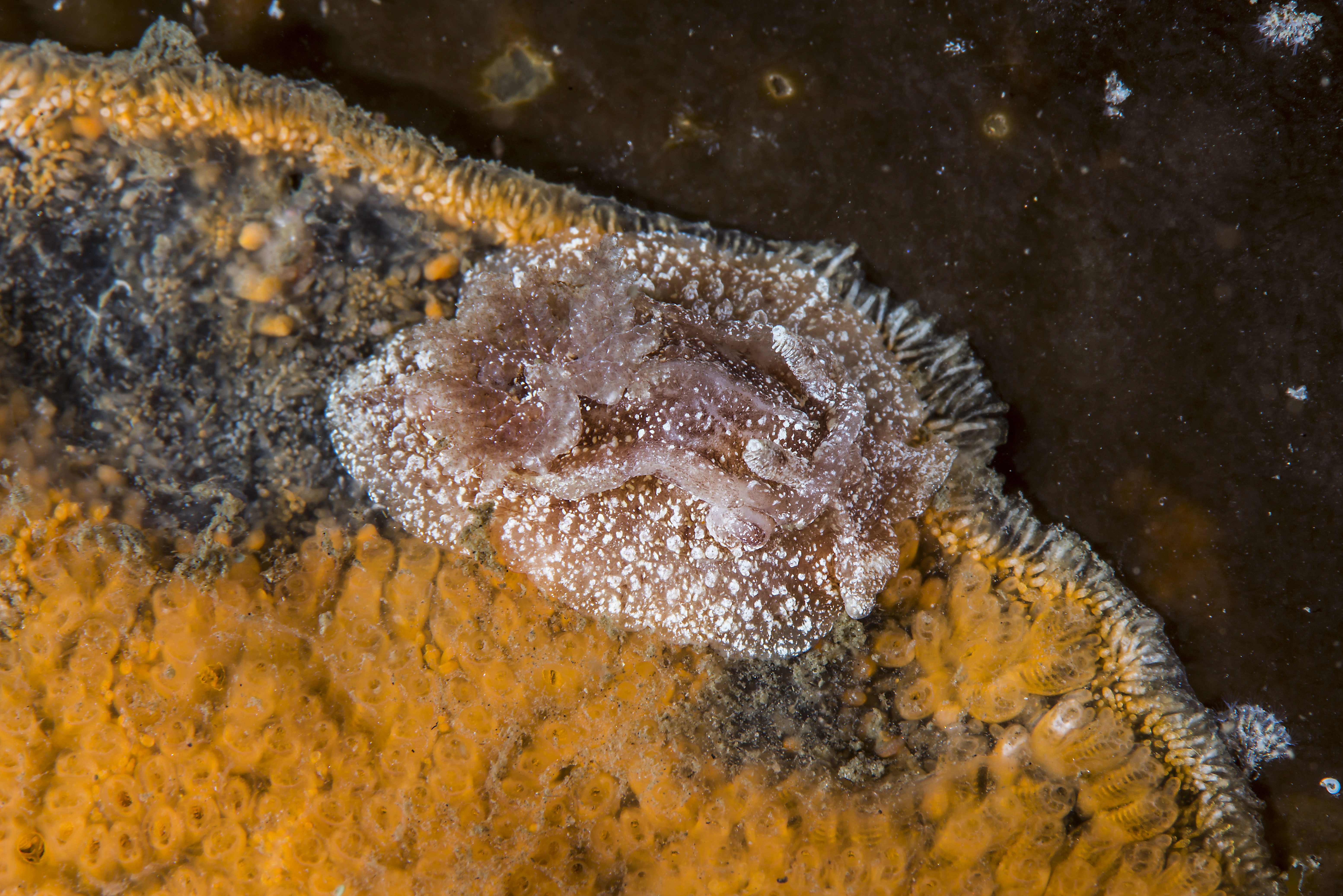 Bløtdyr: Goniodoris castanea.