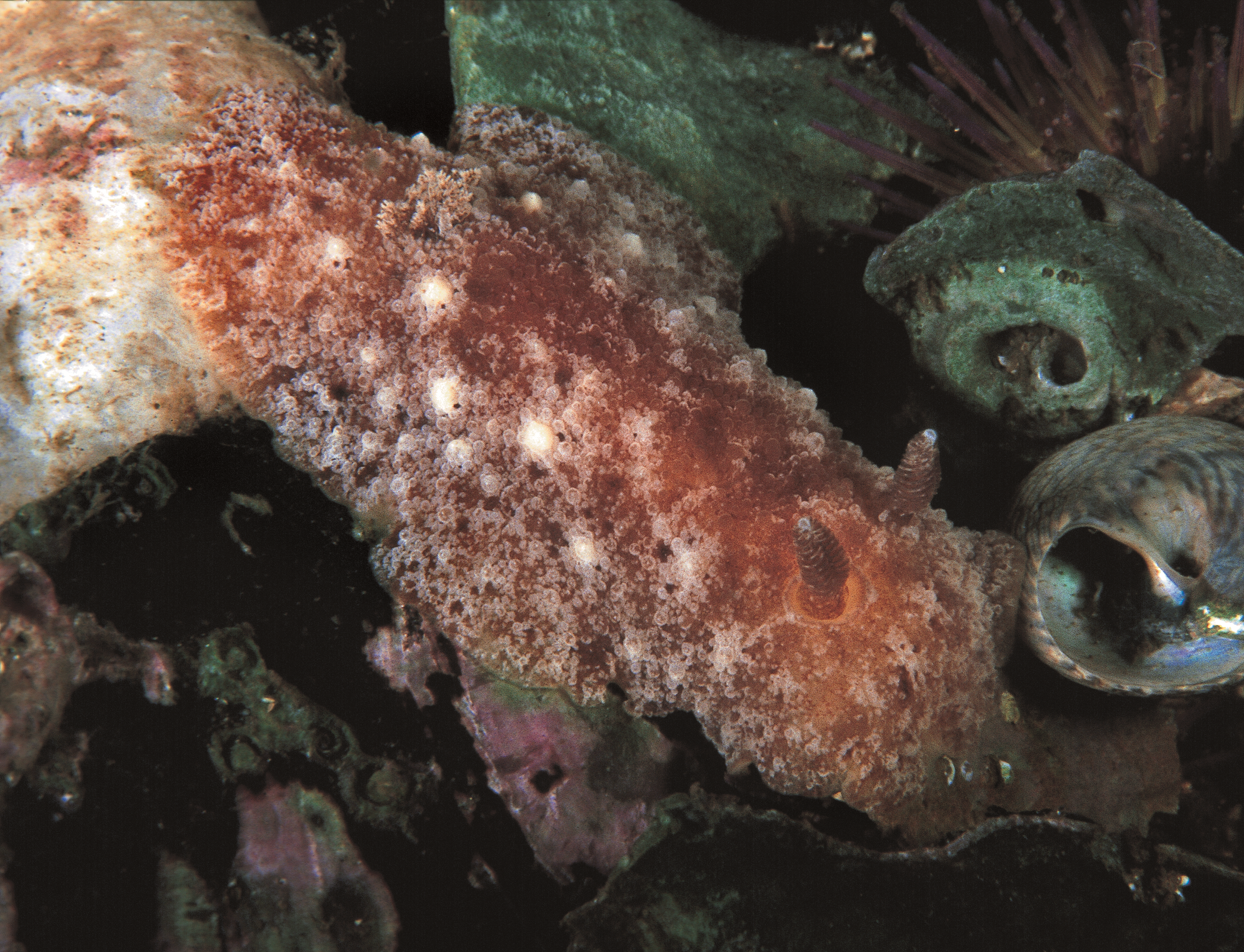 Bløtdyr: Geitodoris planata.