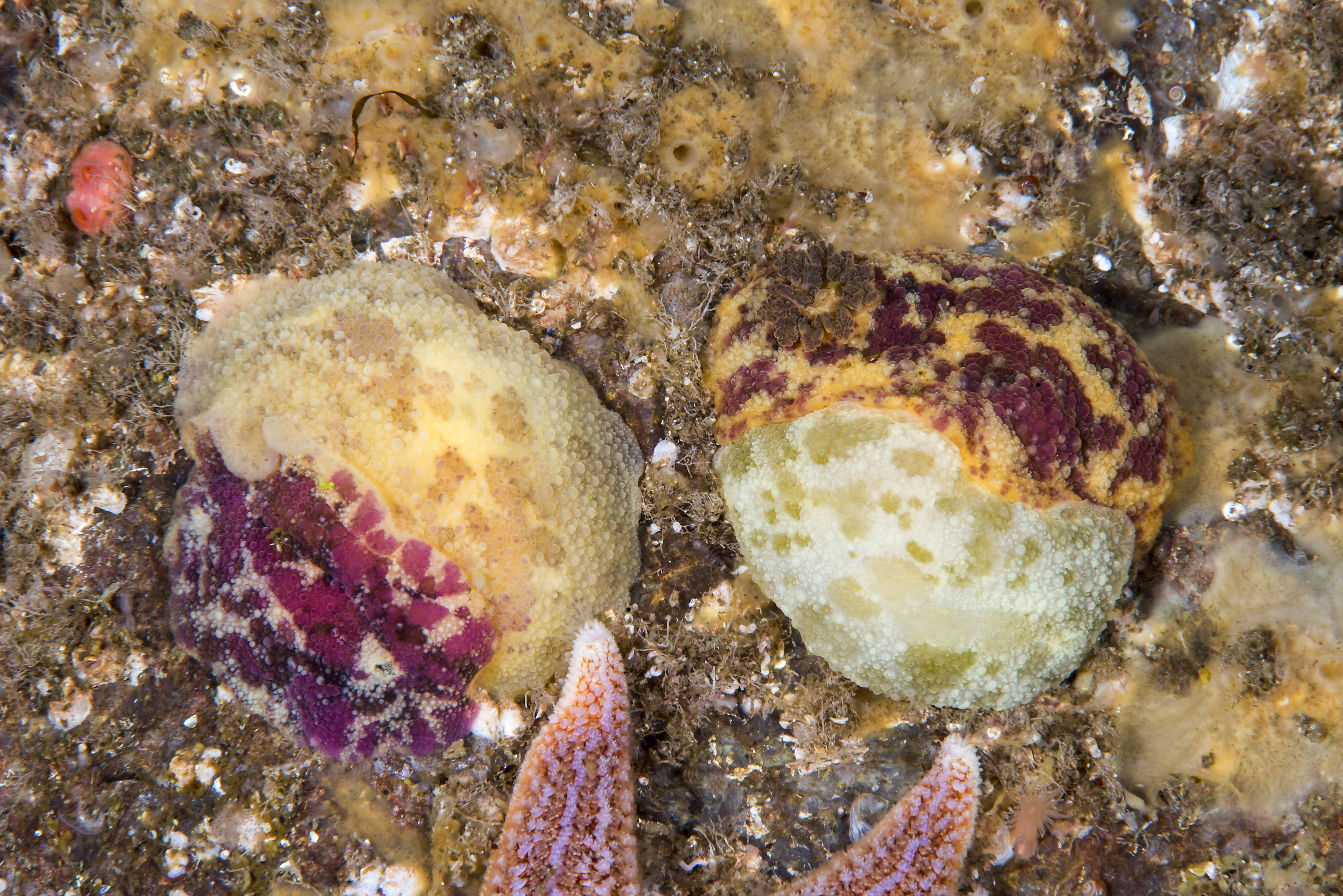 Bløtdyr: Doris pseudoargus.