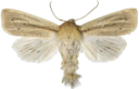 Rørgressfly.