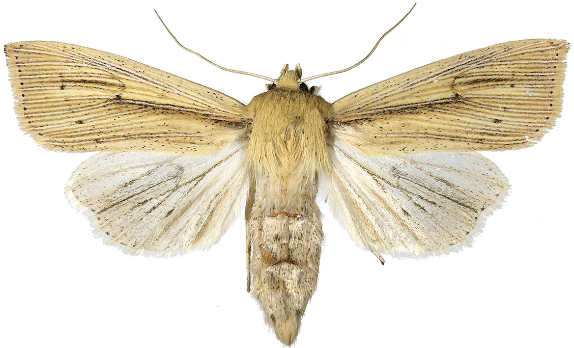 Rørgressfly.