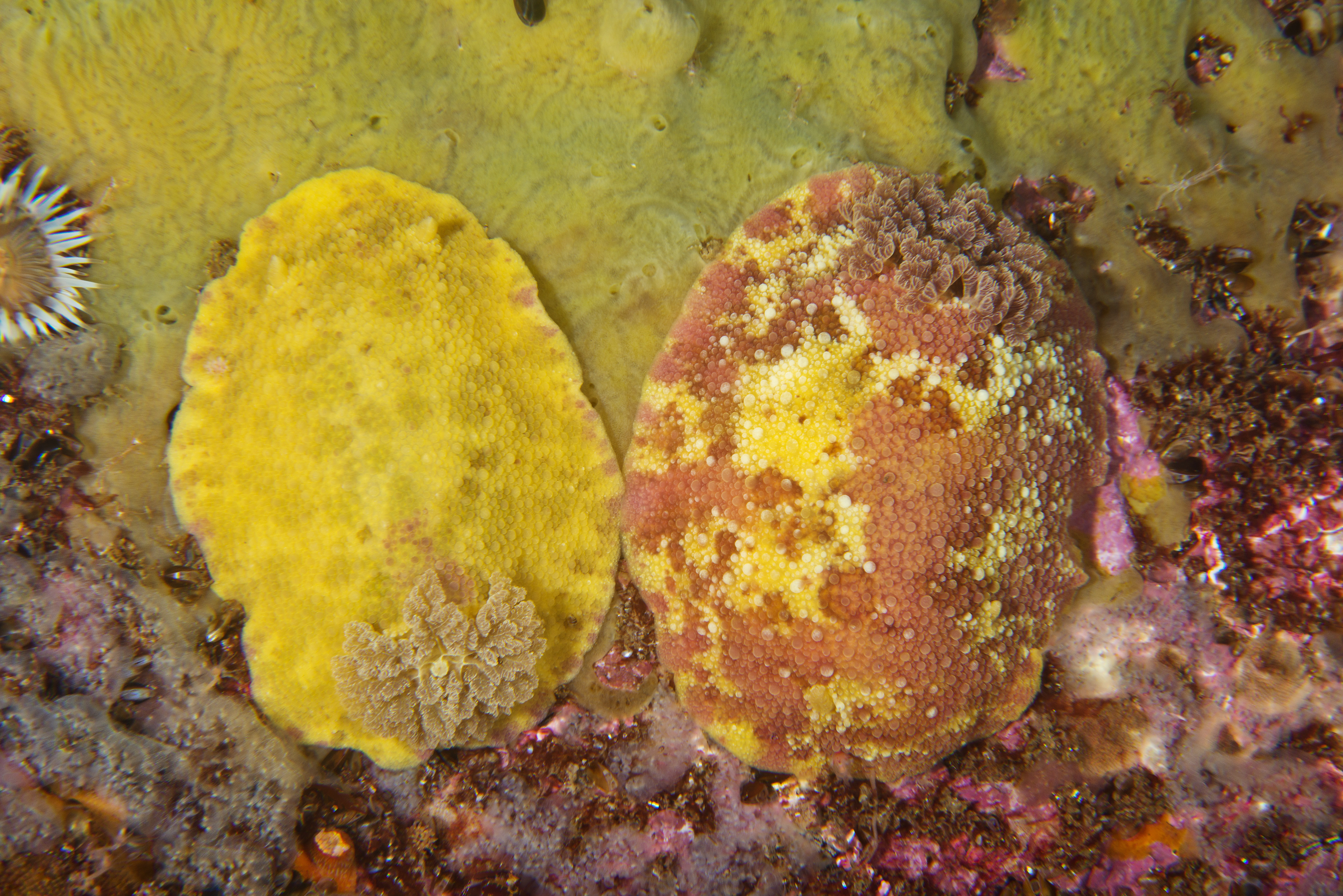 Flergjellesnegler: Doris pseudoargus.