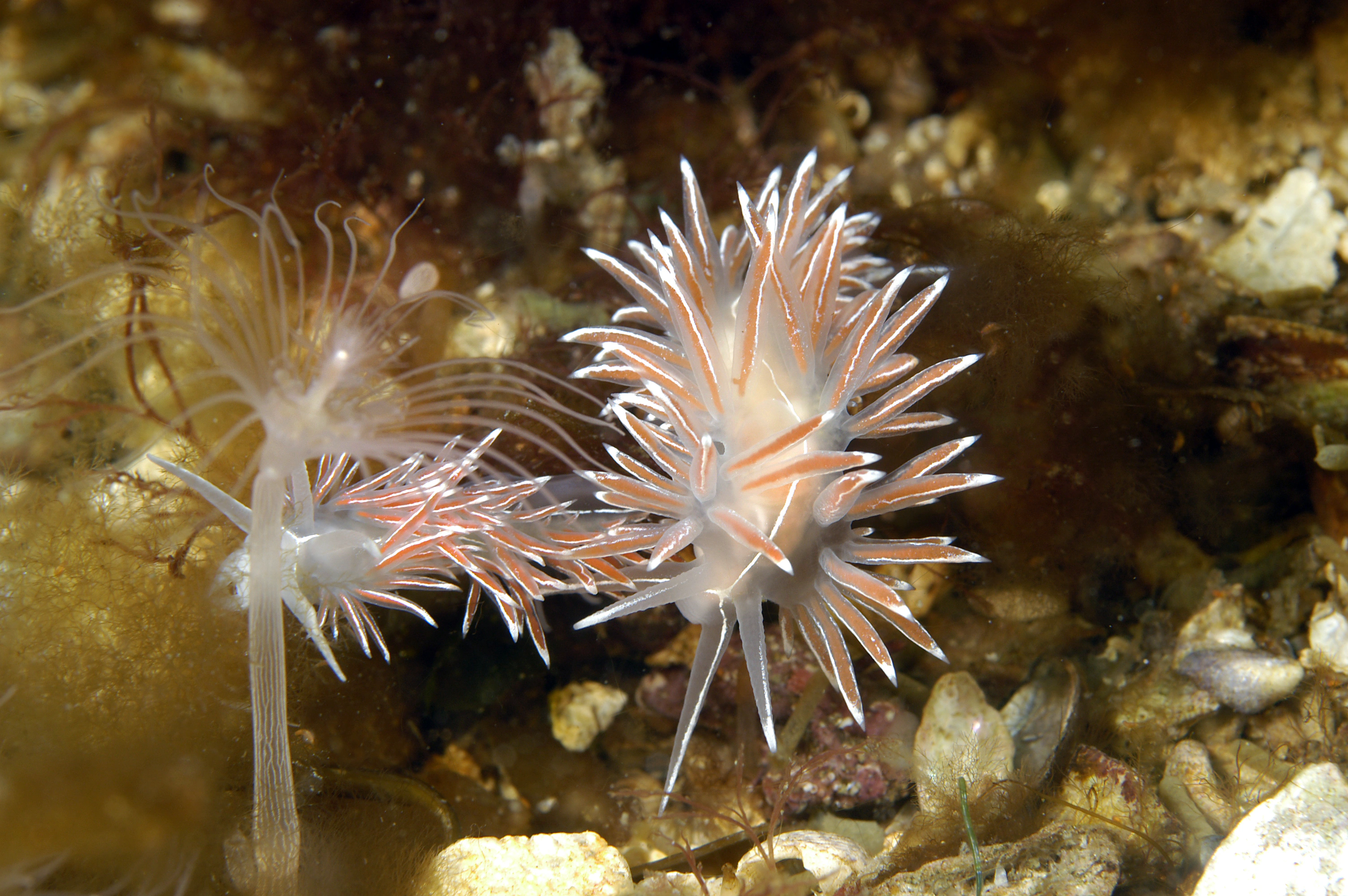 Nakensnegler: Coryphella lineata.