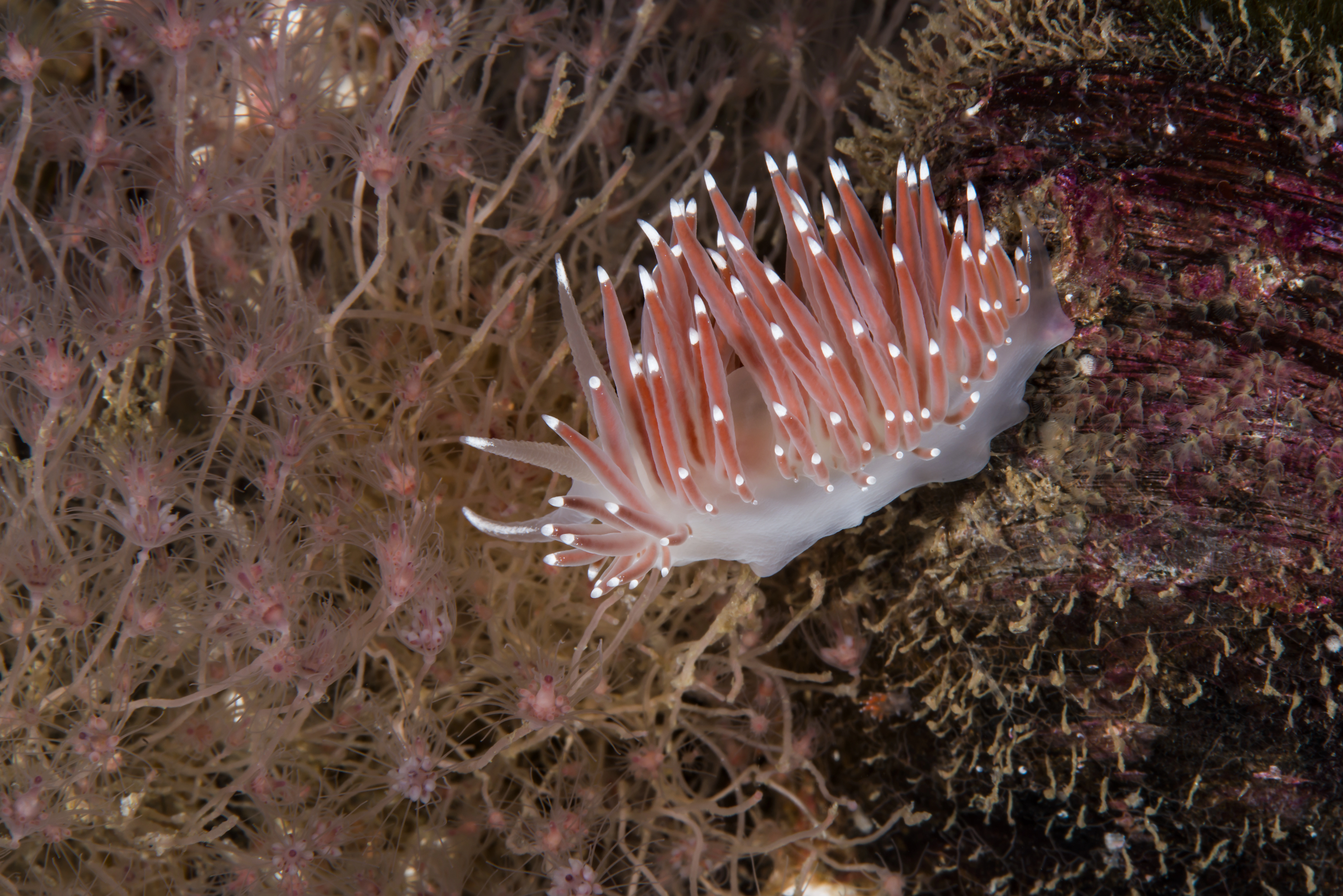 Bløtdyr: Coryphella browni.