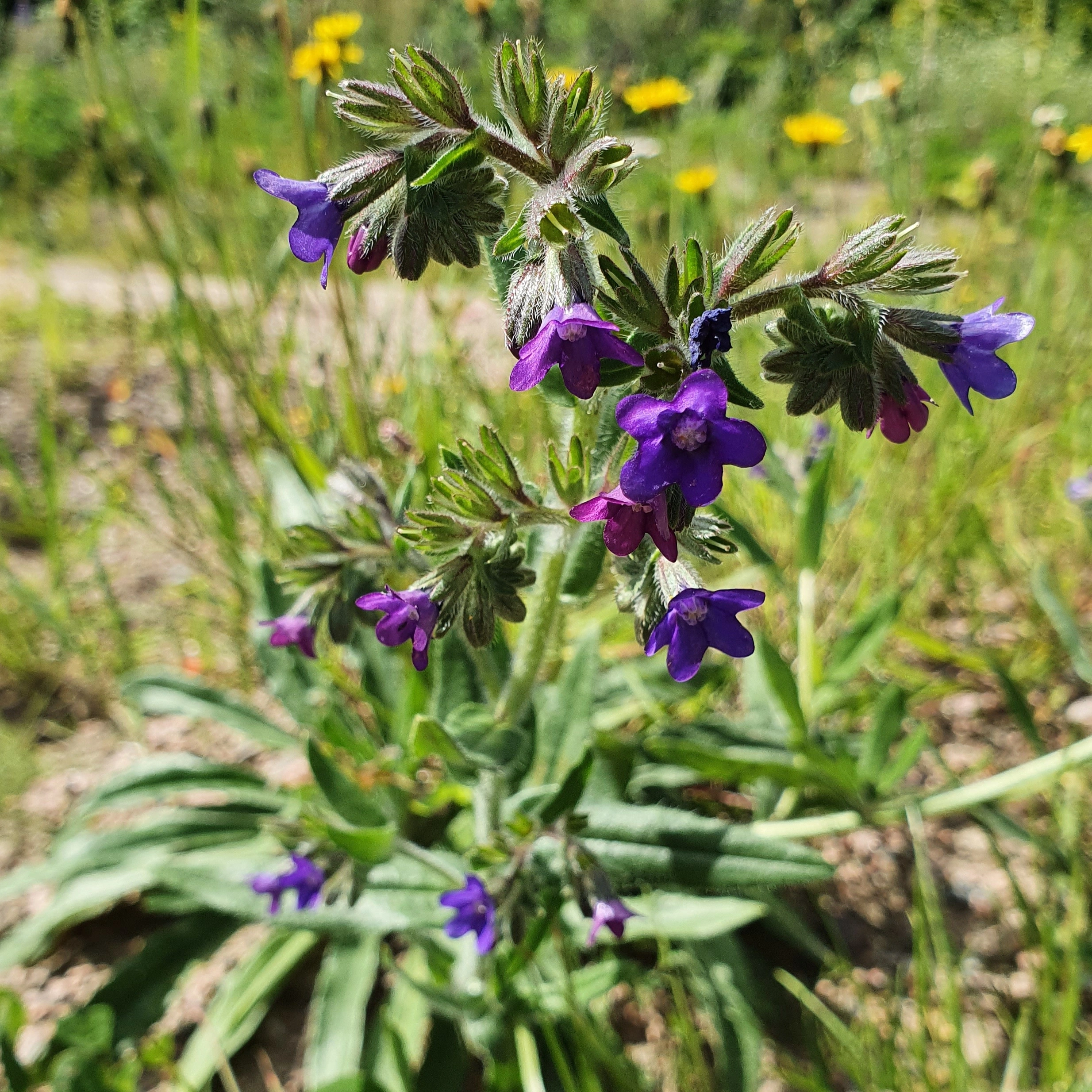 Anchusa officinalis -