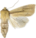 Rørgressfly.