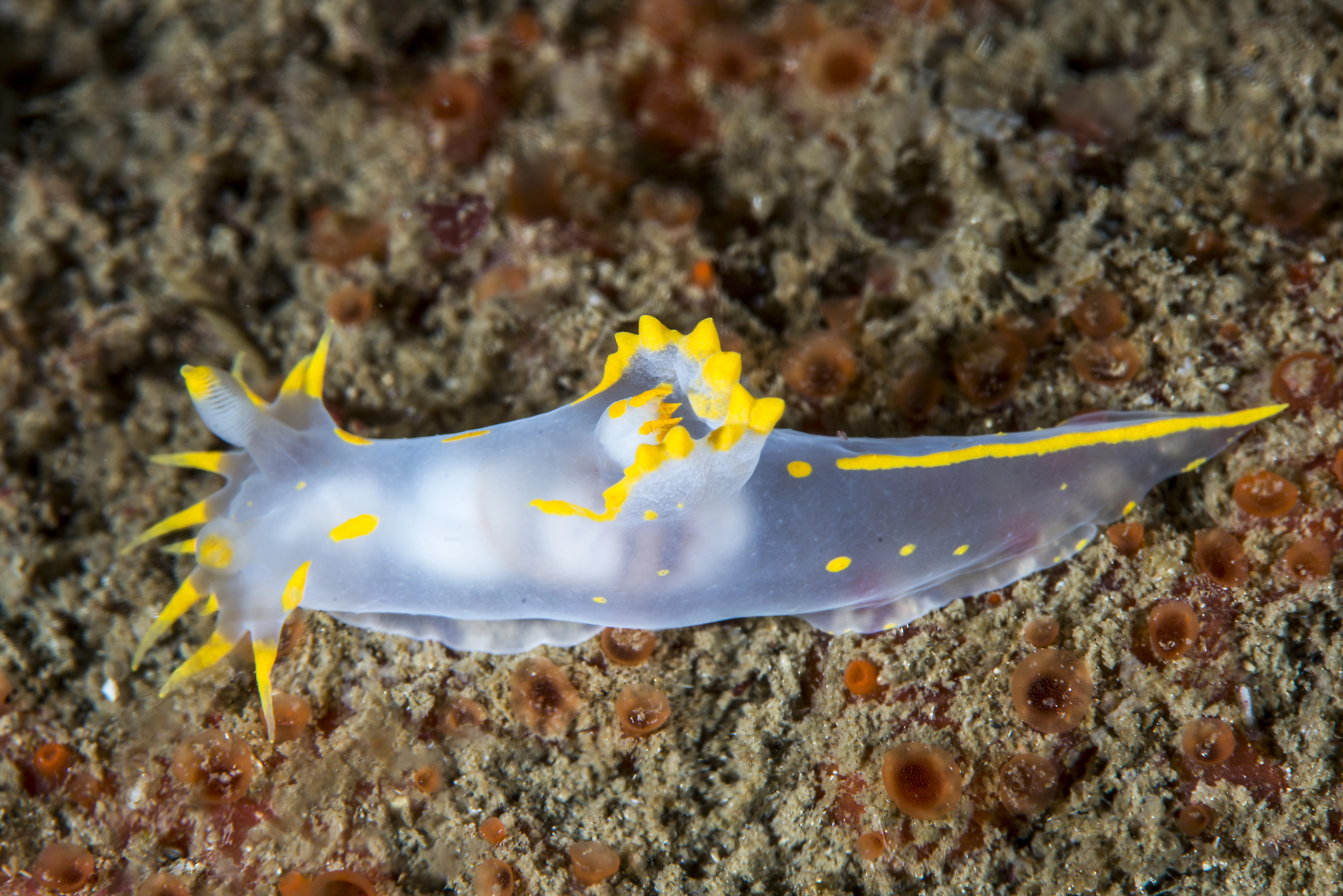 Nakensnegler: Polycera faeroensis.