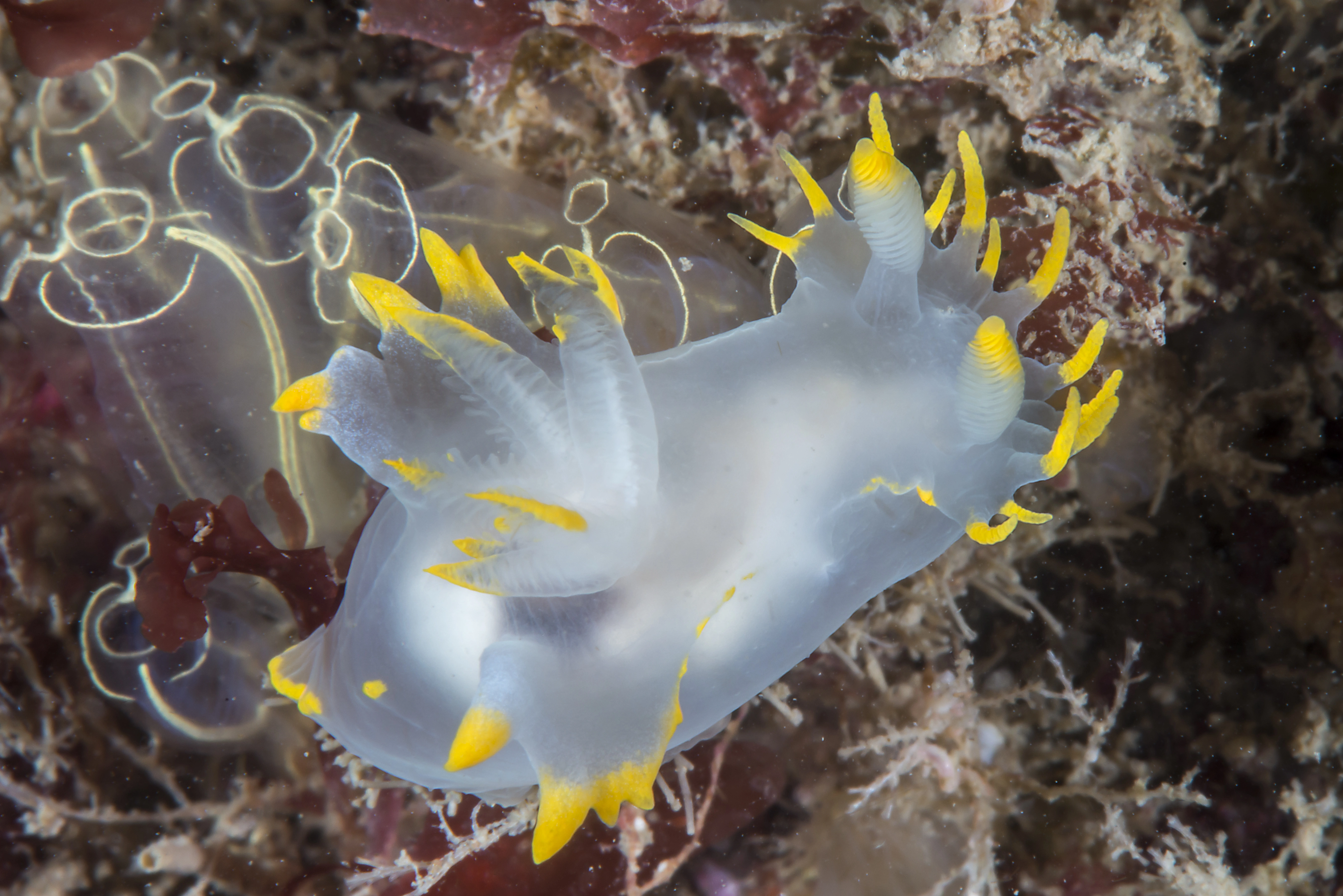 Bløtdyr: Polycera faeroensis.