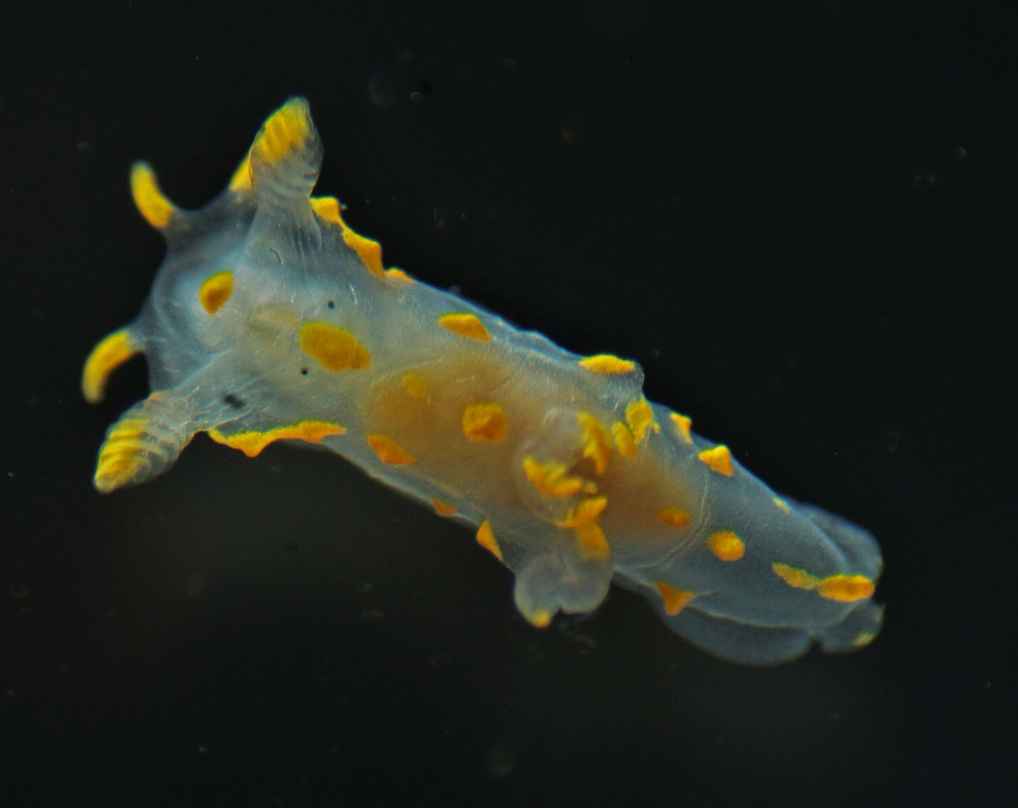 Bløtdyr: Polycera norvegica.