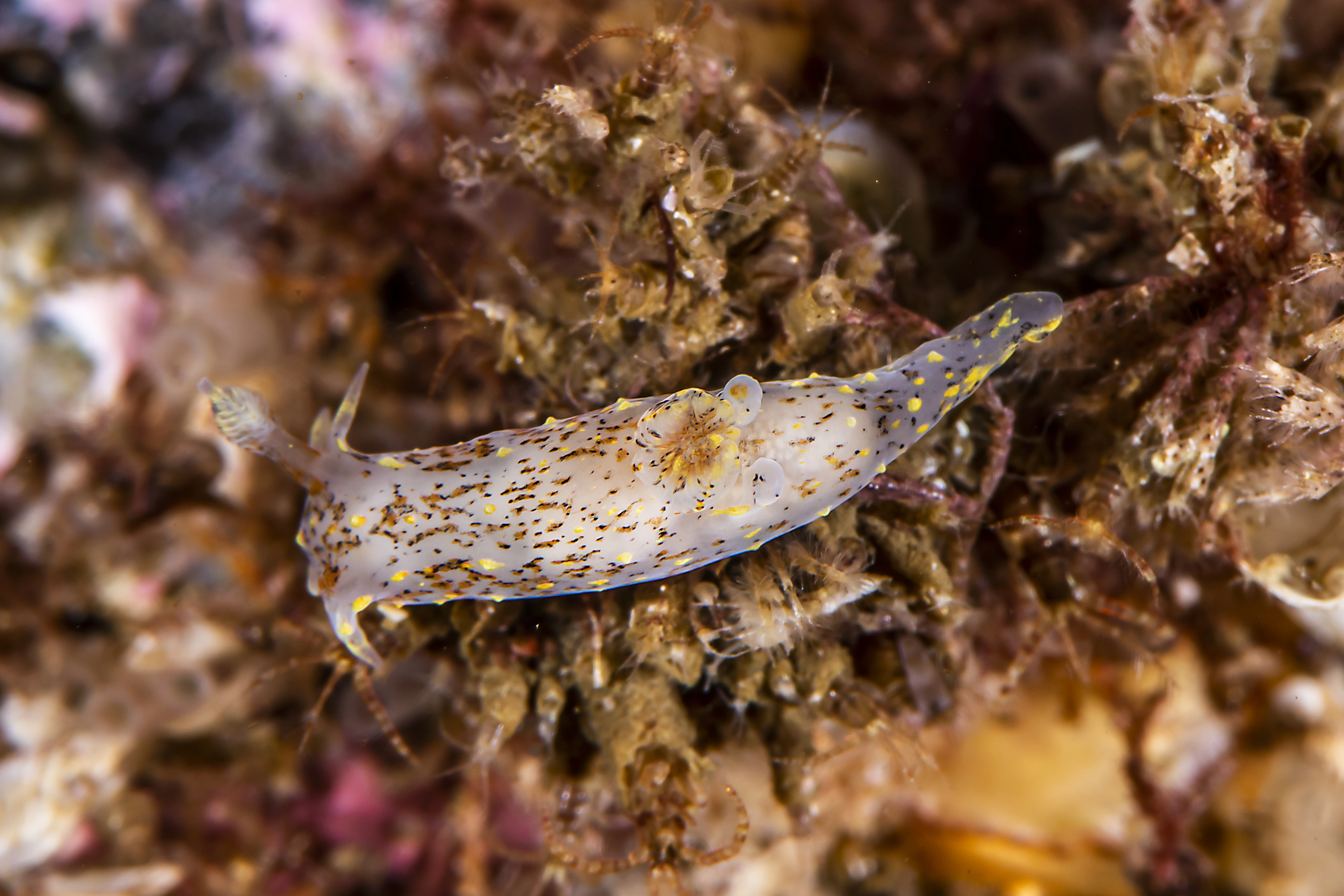 Nakensnegler: Polycera norvegica.