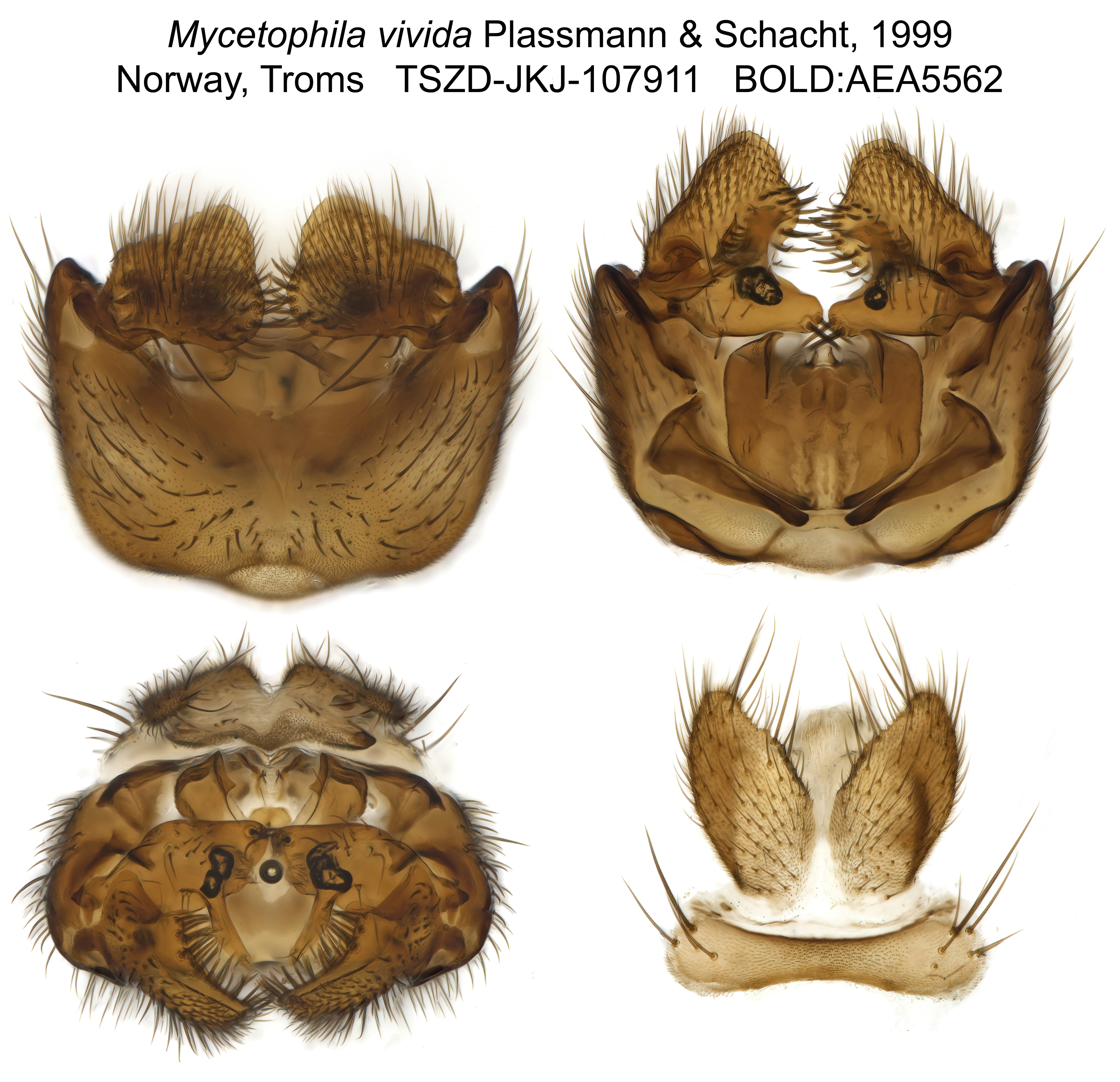 Tovinger: Mycetophila vivida.