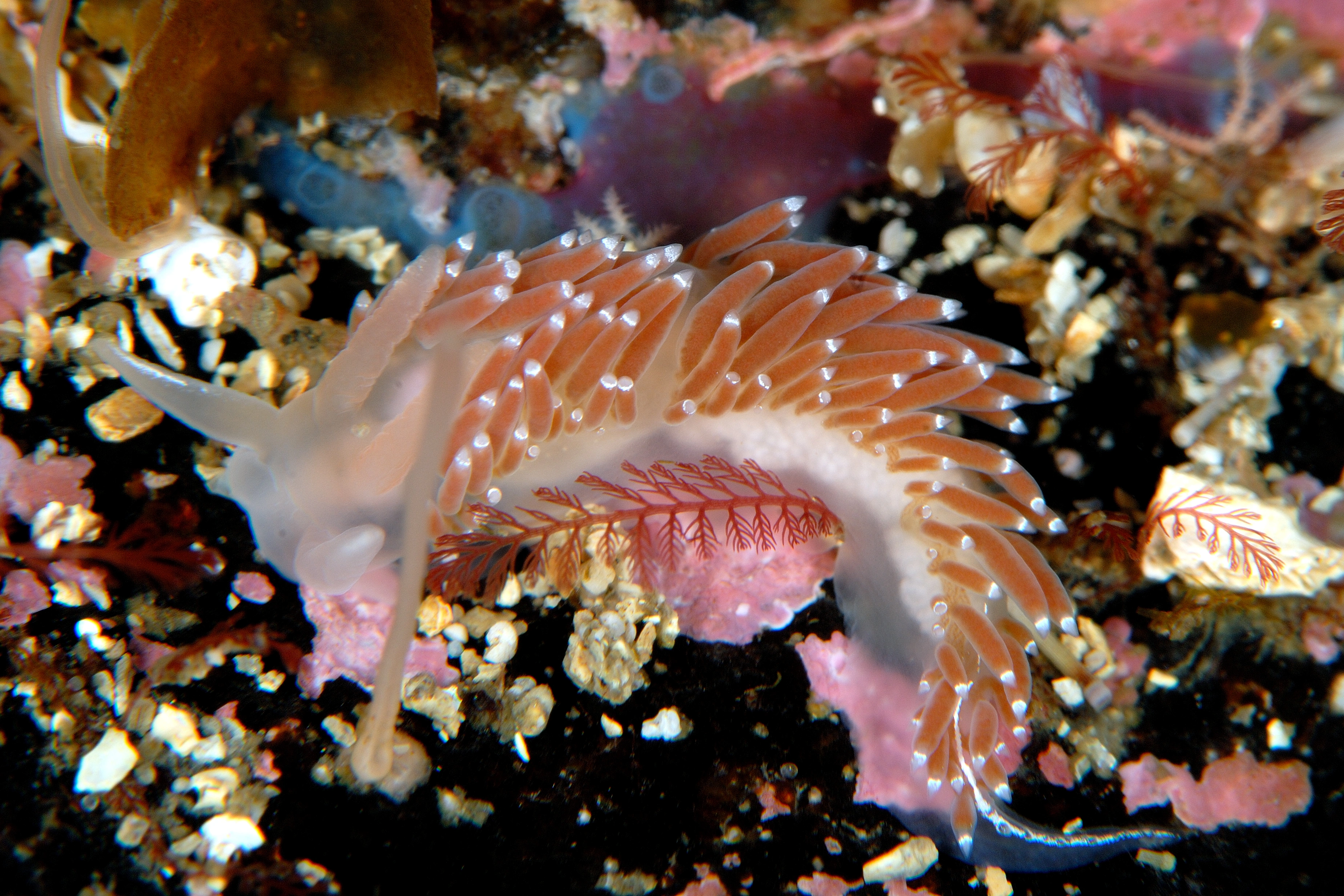 Bløtdyr: Coryphella verrucosa.