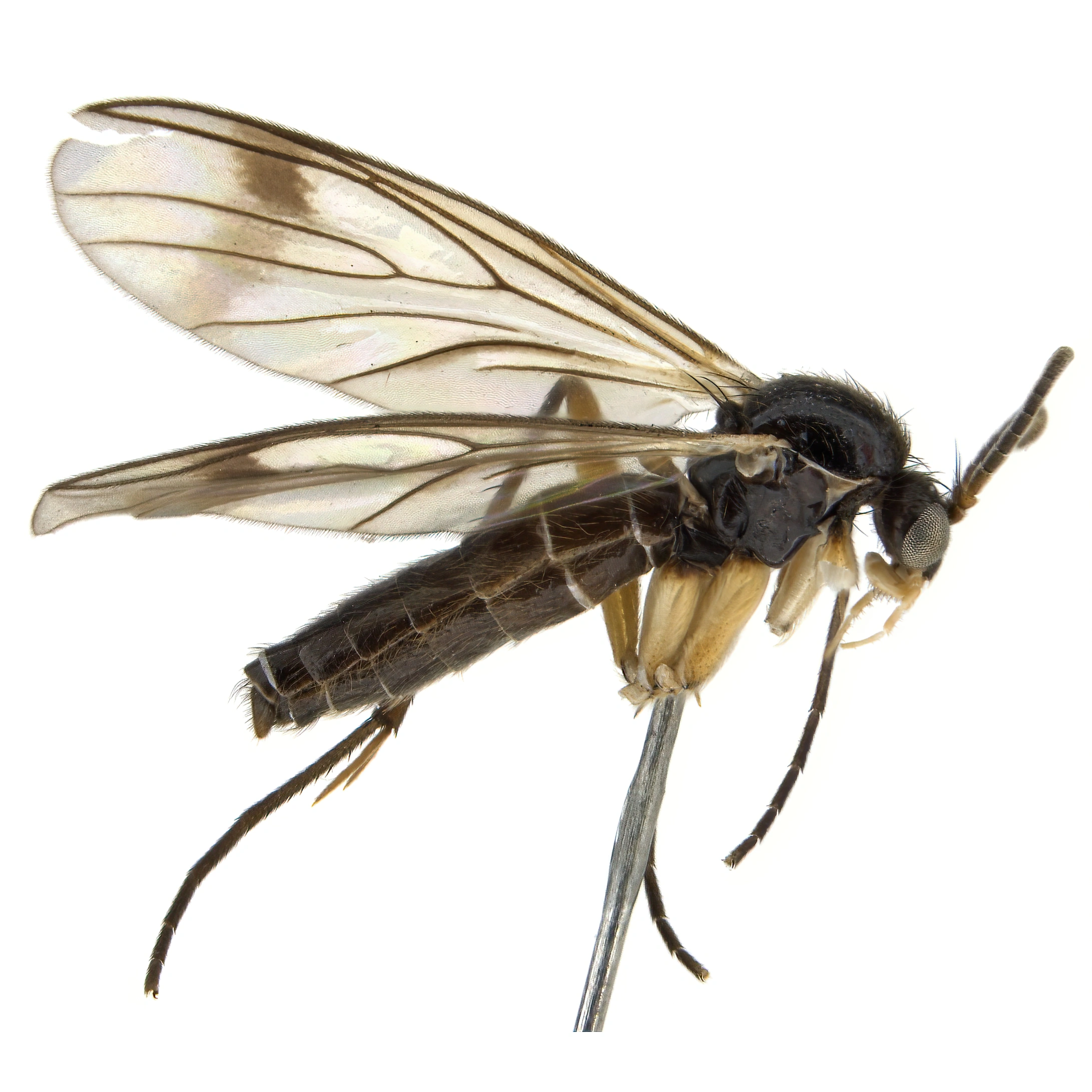 Tovinger: Greenomyia baikalica.