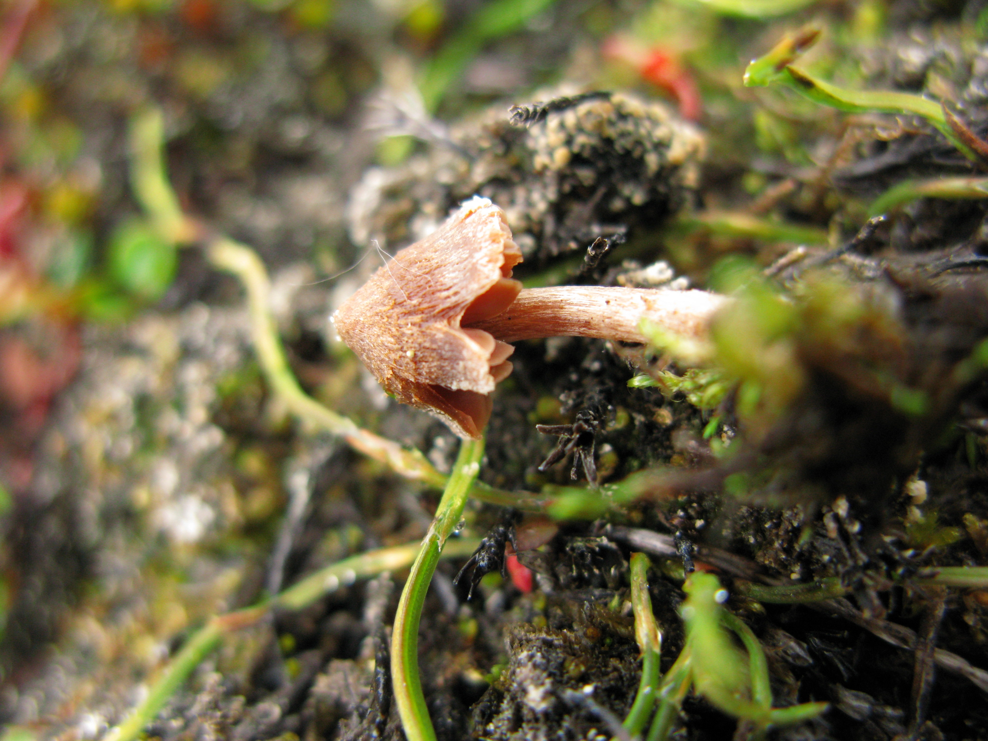 Stilksporesopper: Cortinarius rusticellus.