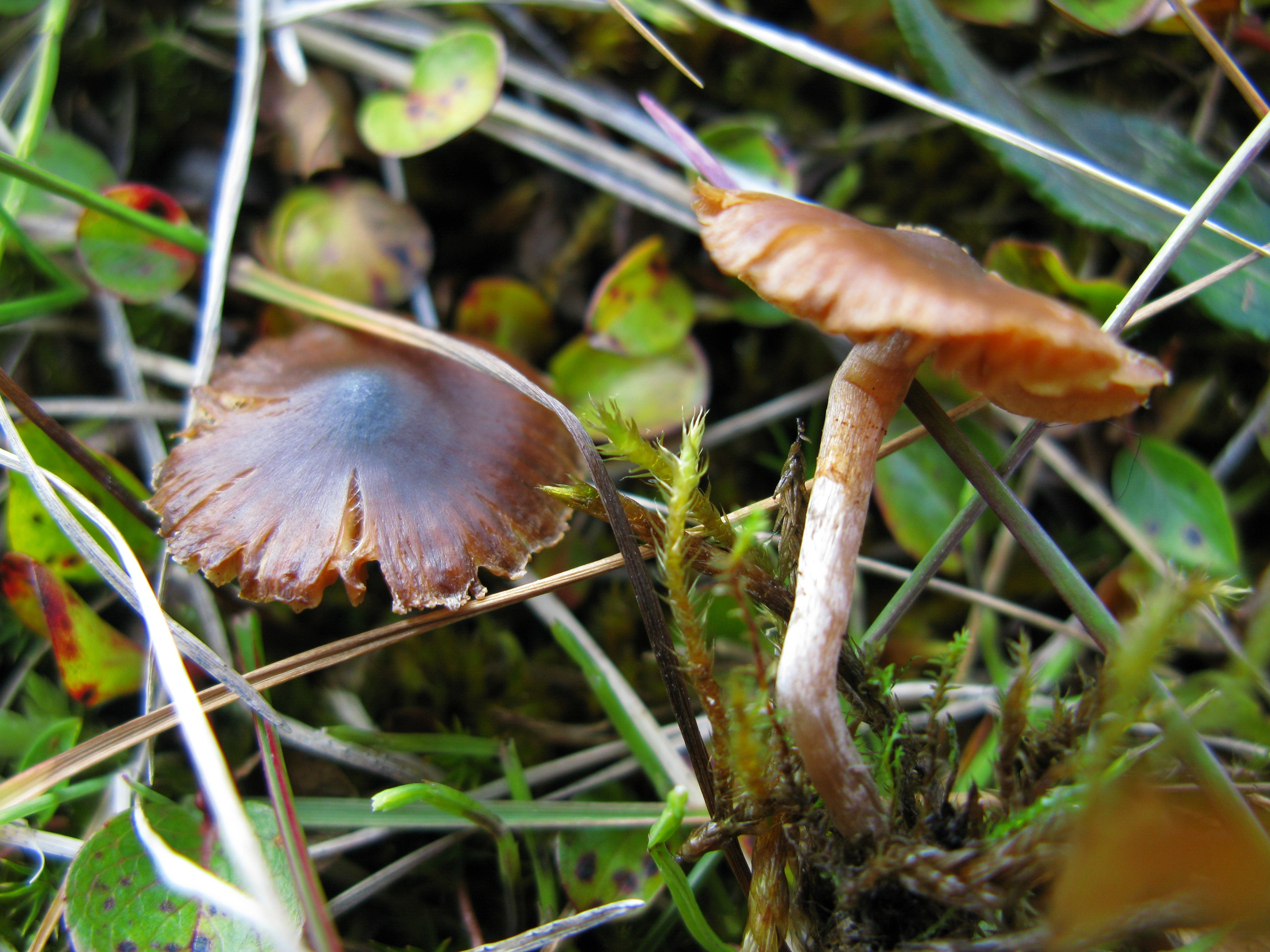 Mørkpuklet slørsopp: Cortinarius decipiens atrocaeruleus.