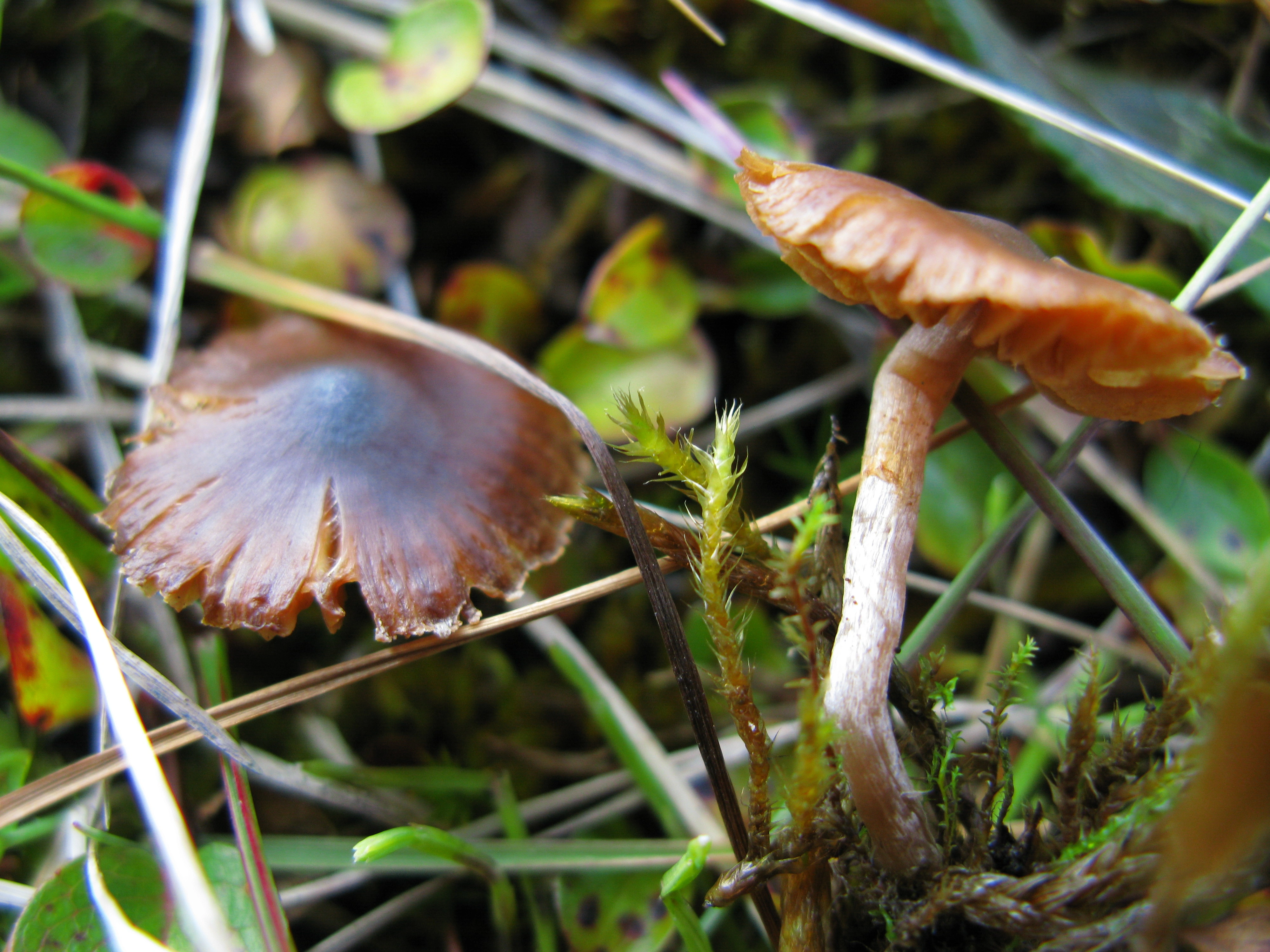 Stilksporesopper: Cortinarius pulchripes.