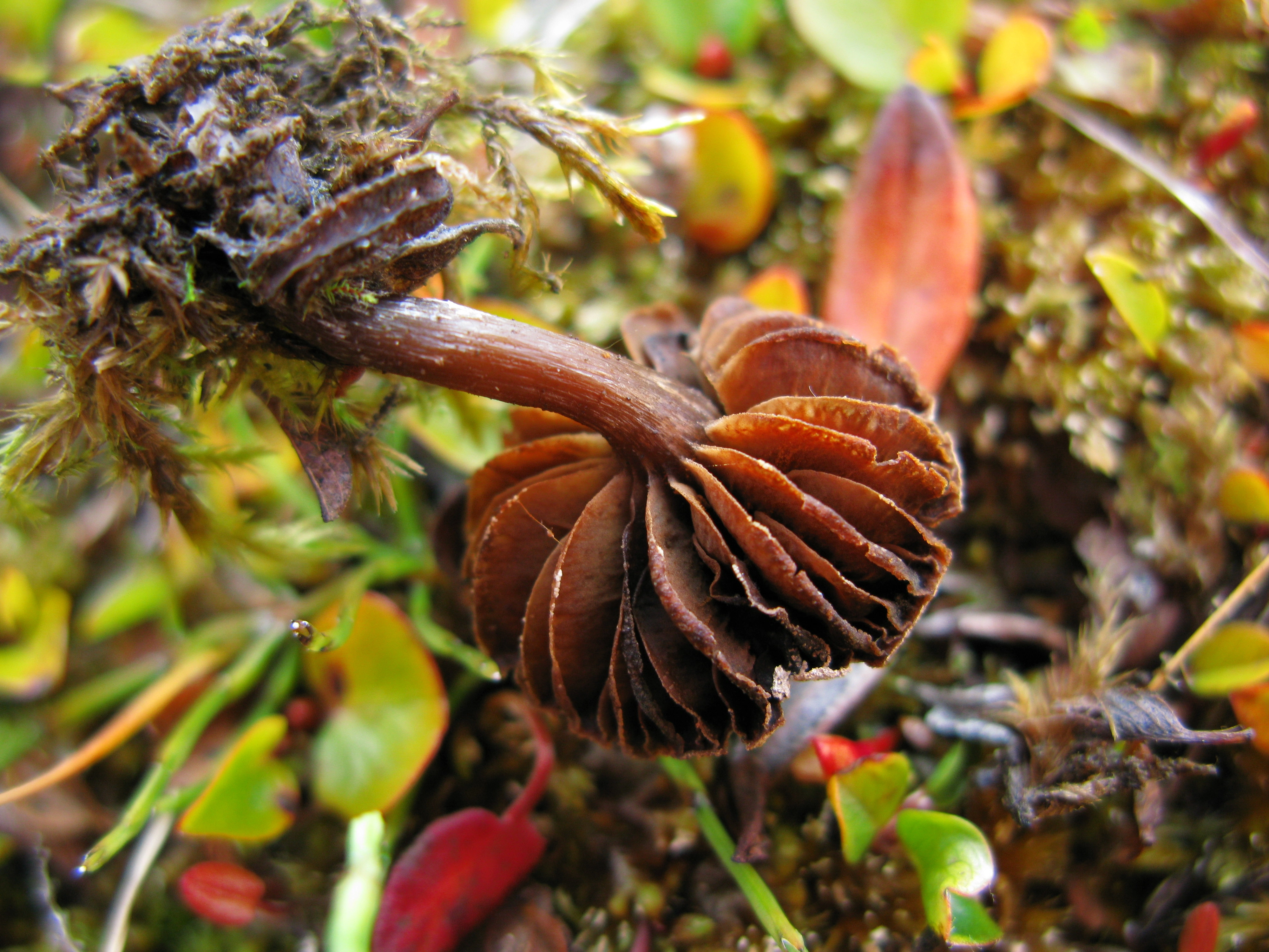 Stilksporesopper: Cortinarius subtilior.