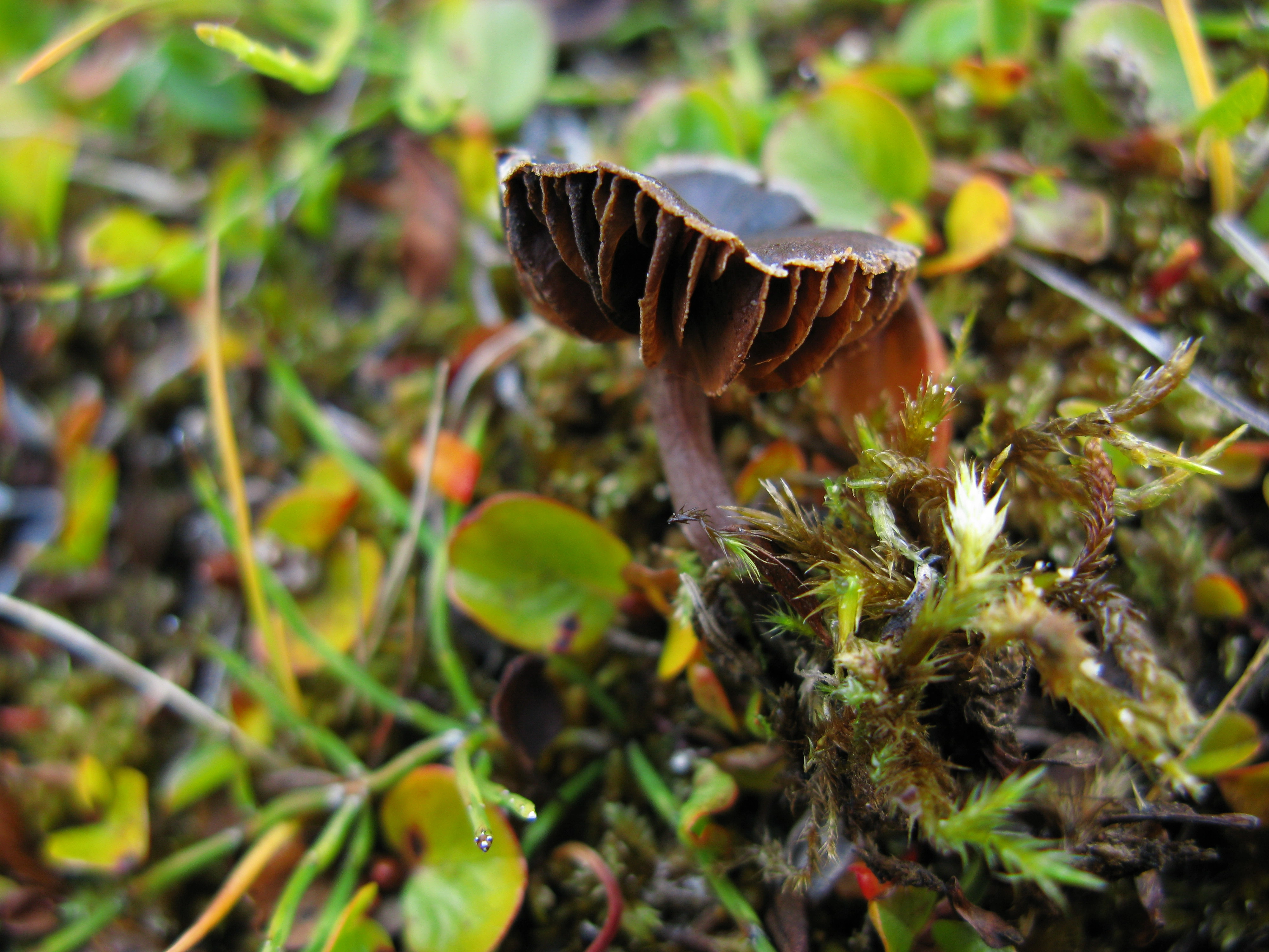 Stilksporesopper: Cortinarius subtilior.