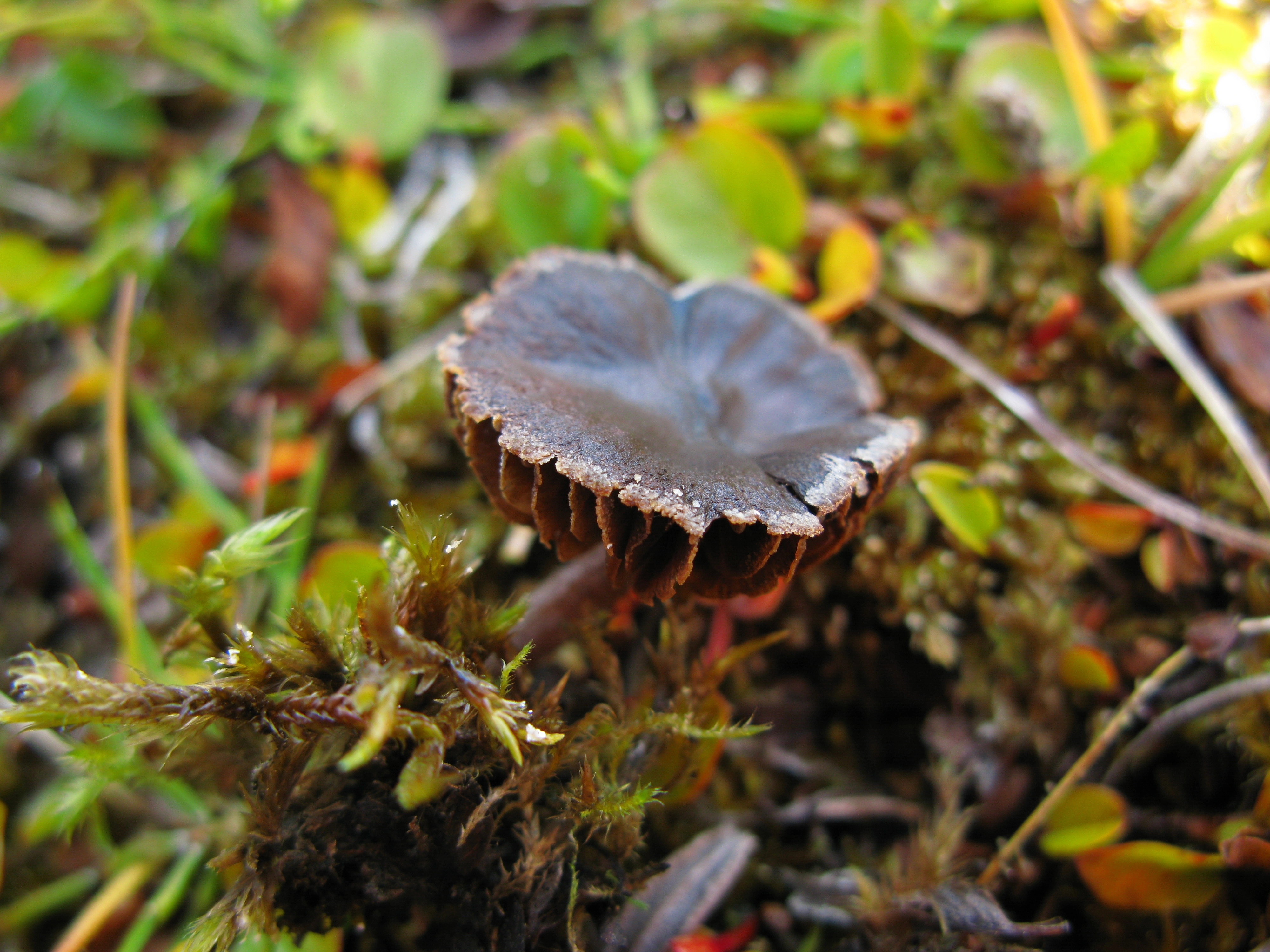 Stilksporesopper: Cortinarius subtilior.