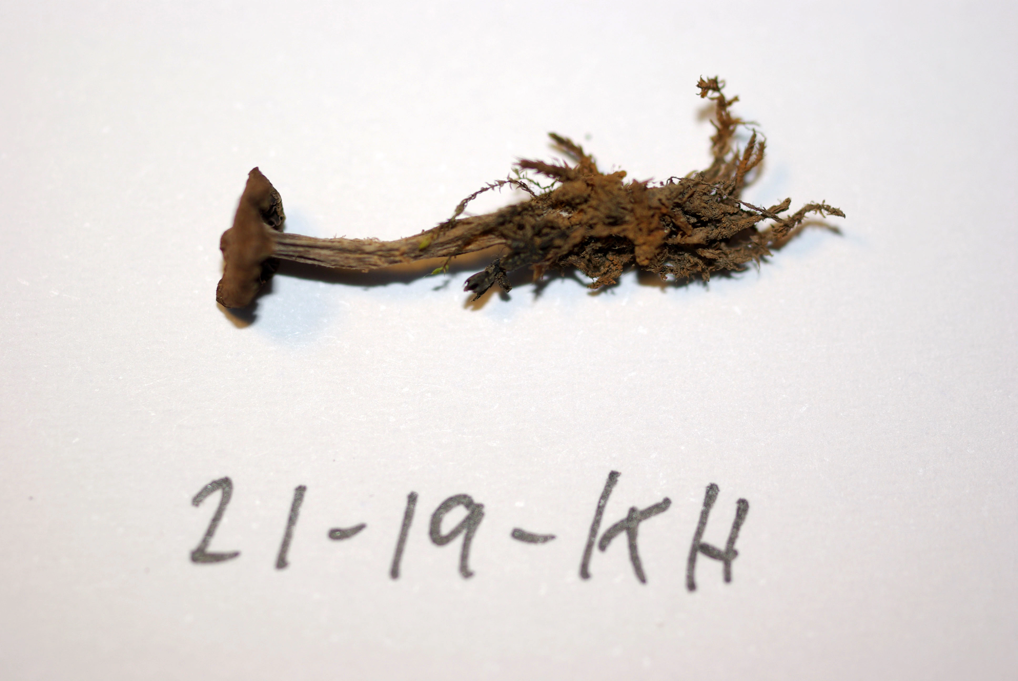 Stilksporesopper: Cortinarius rusticellus.