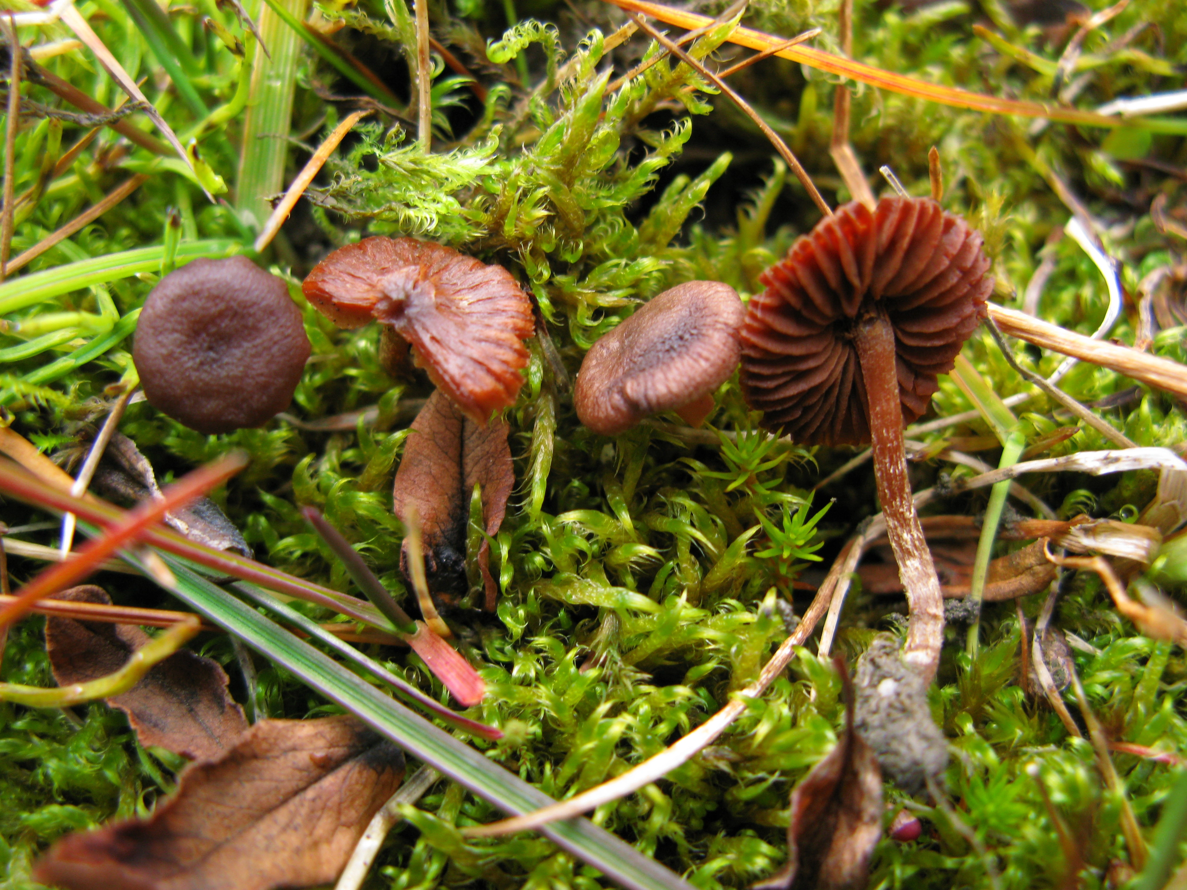 Stilksporesopper: Cortinarius rusticellus.