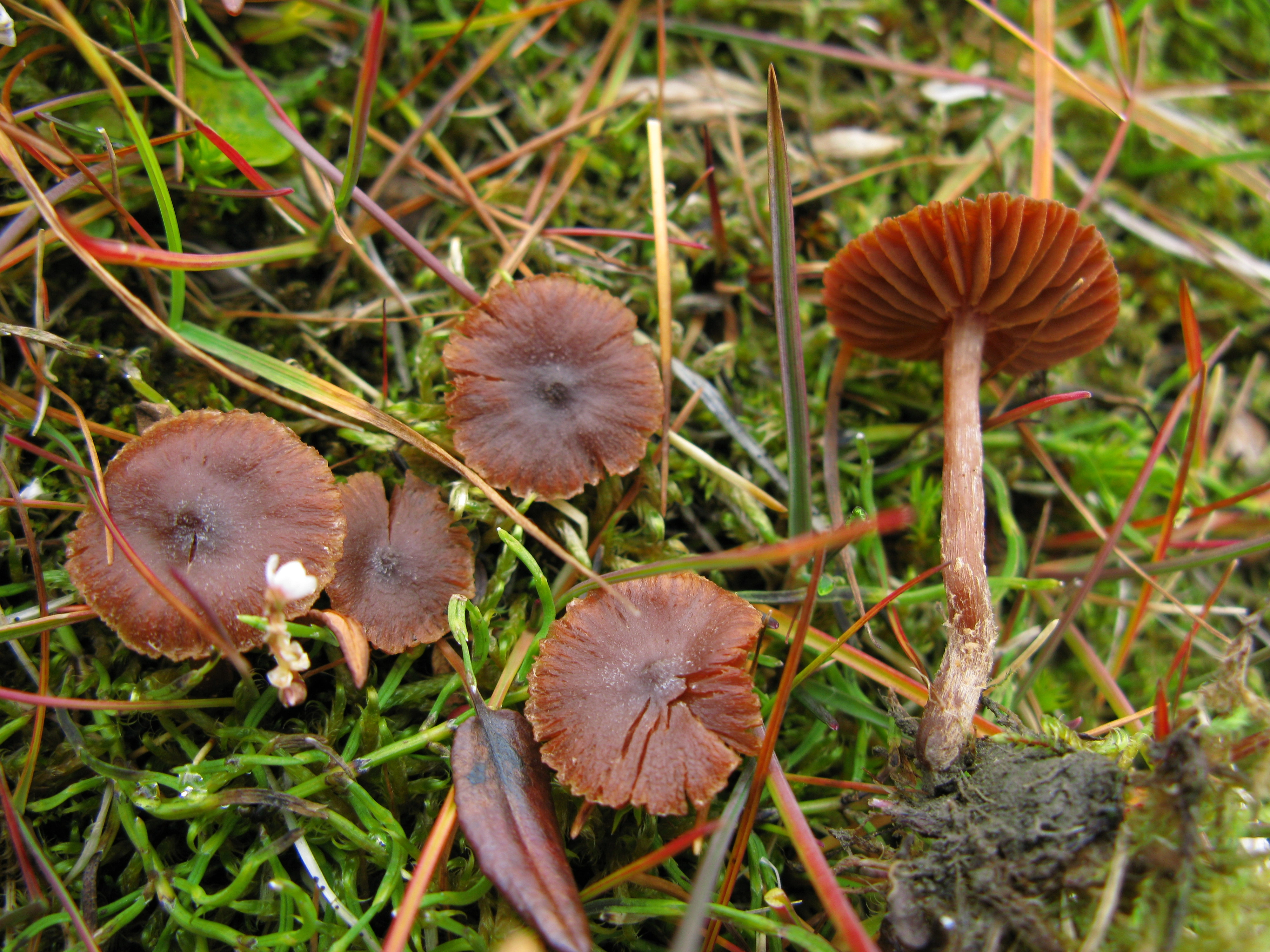 Stilksporesopper: Cortinarius rusticellus.