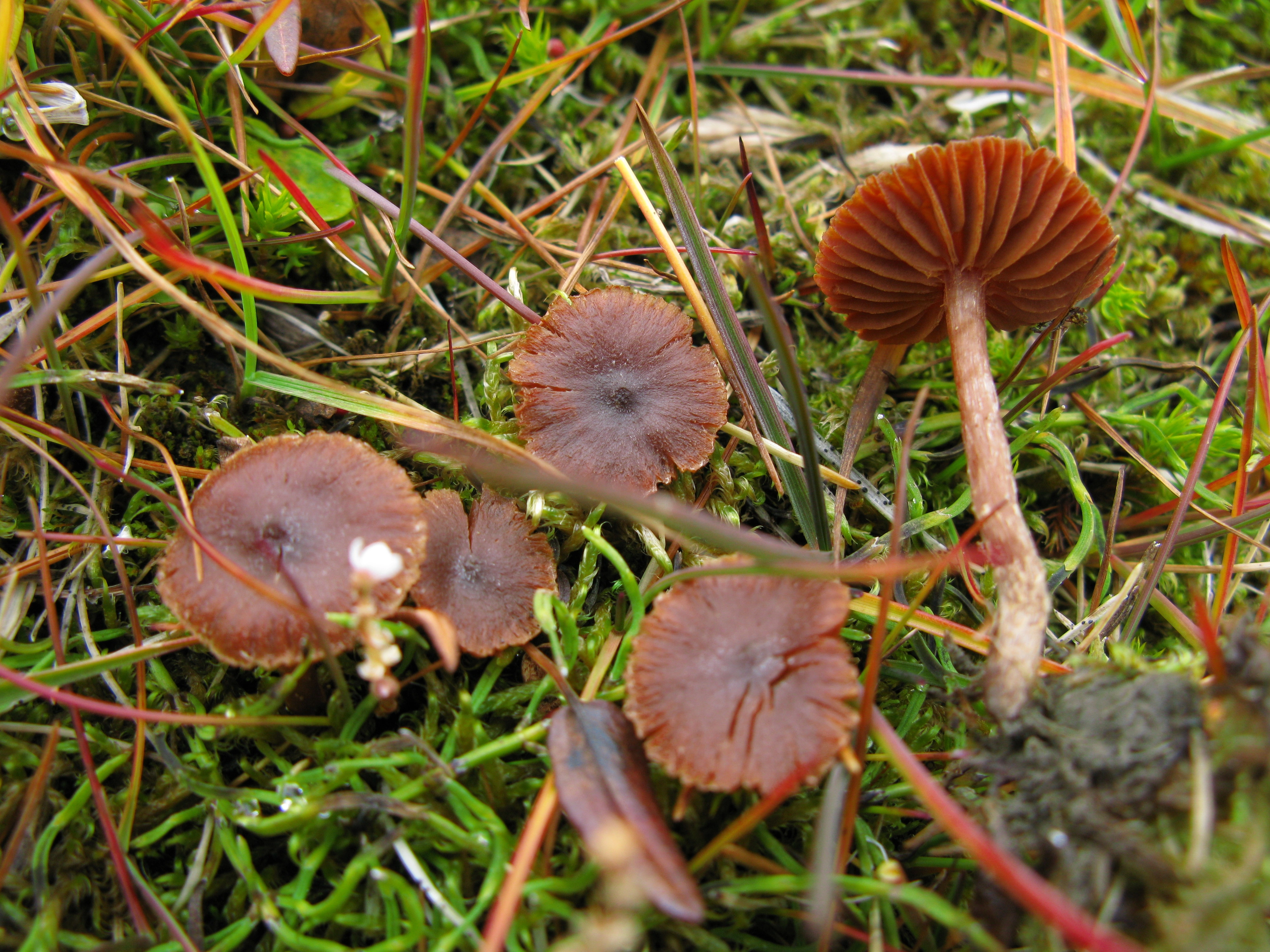 Stilksporesopper: Cortinarius rusticellus.