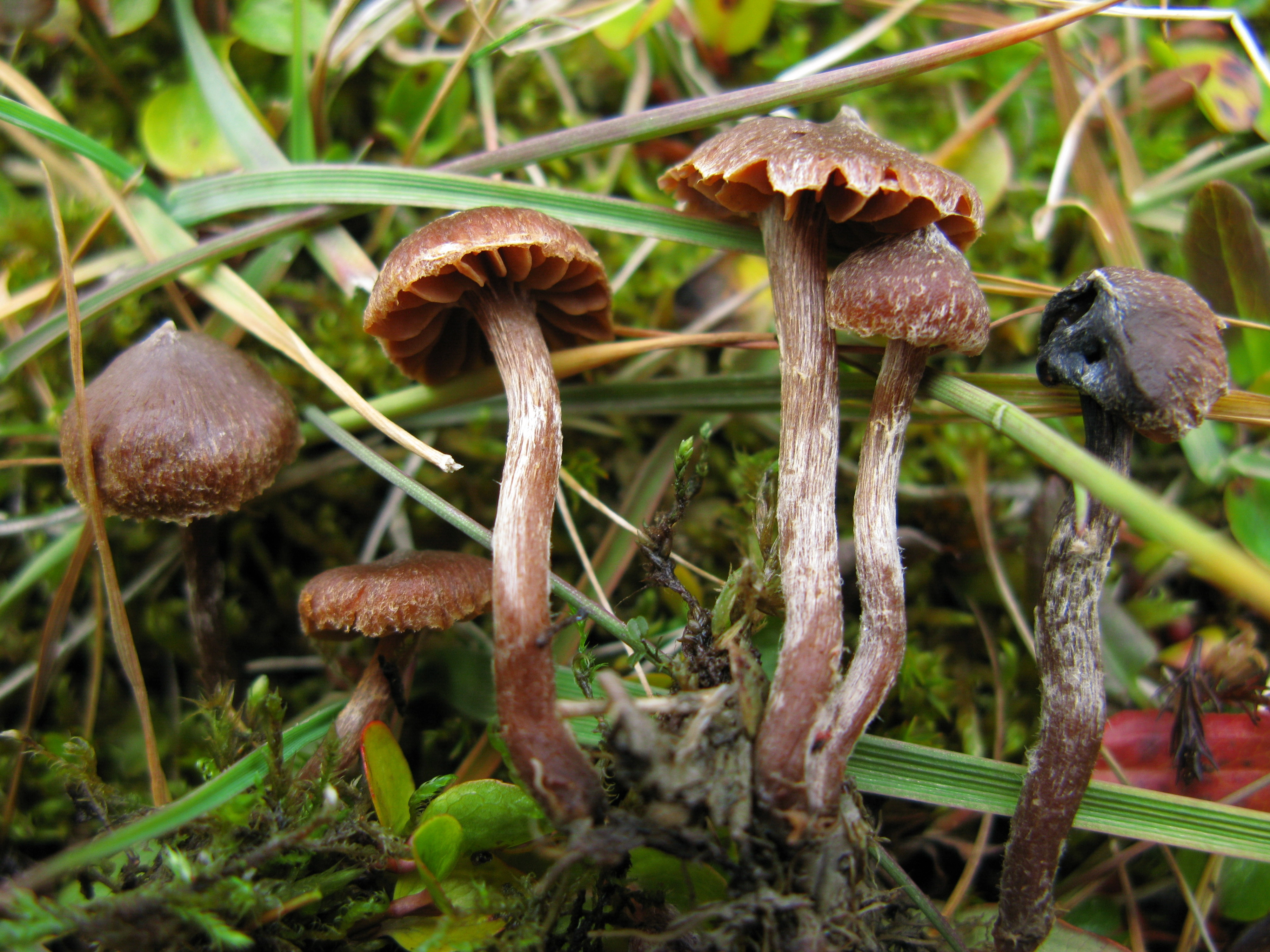 Slørsopper: Cortinarius rusticellus.