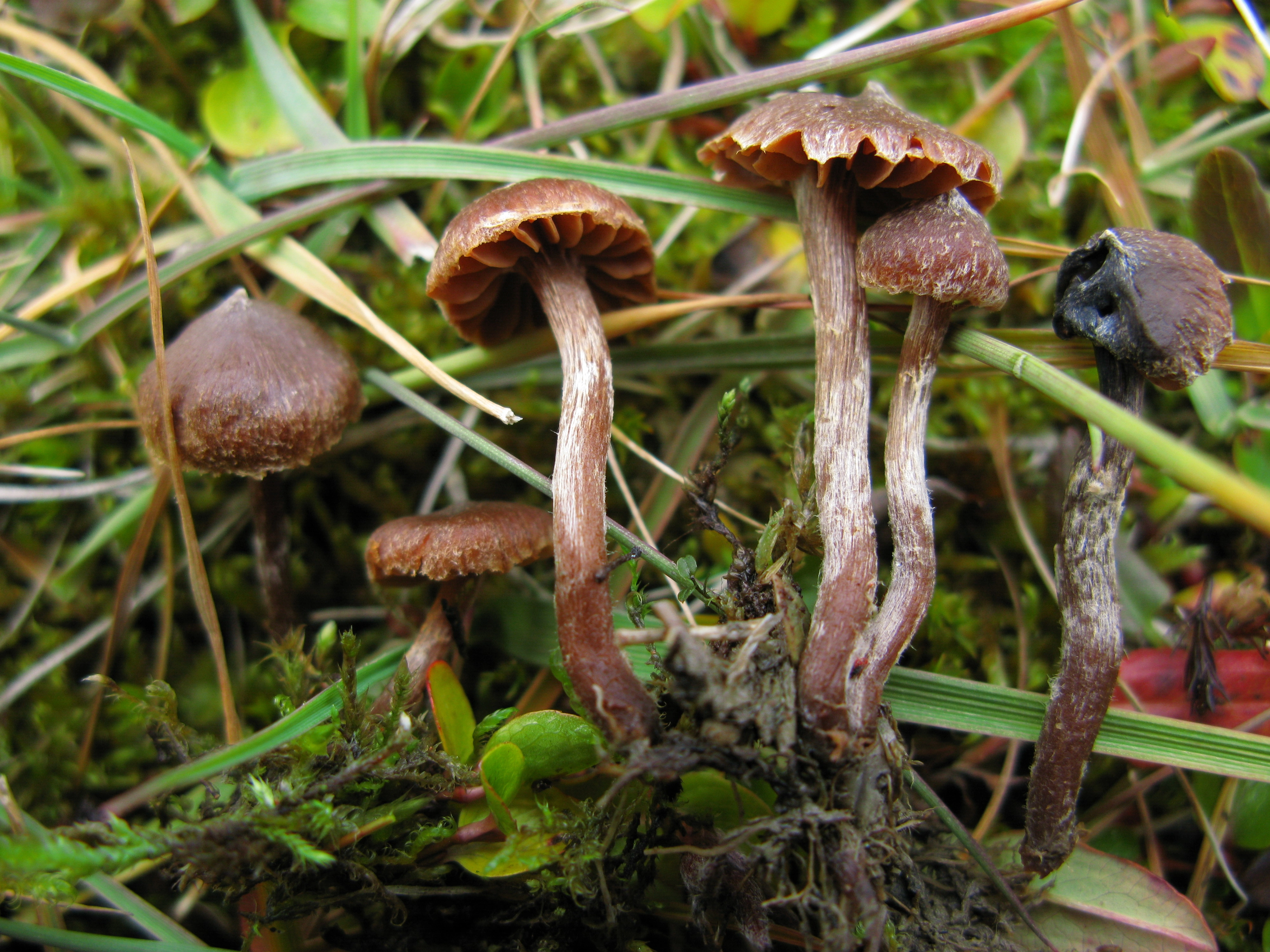 Stilksporesopper: Cortinarius rusticellus.